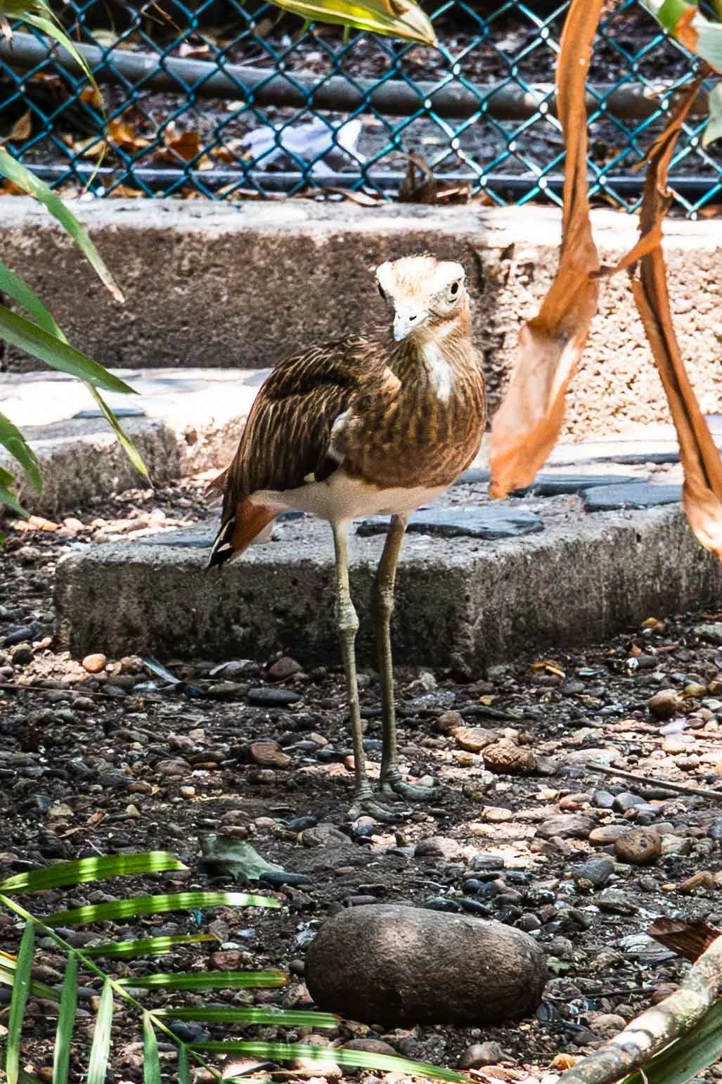 Double-stripped Thick-knee