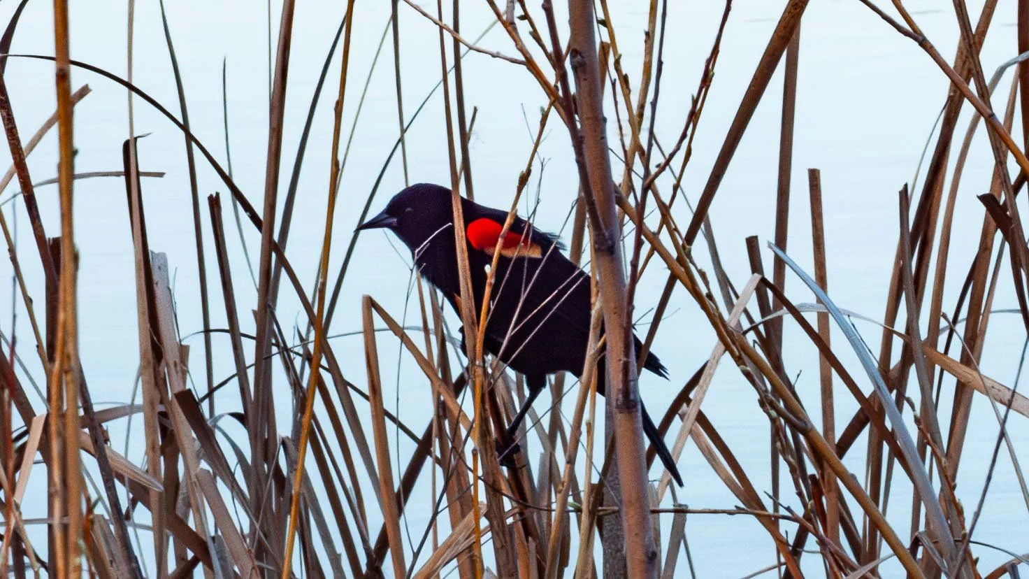 March 23, 2004: The Red-winged Blackbird. This one photographed in Boise, Idaho.