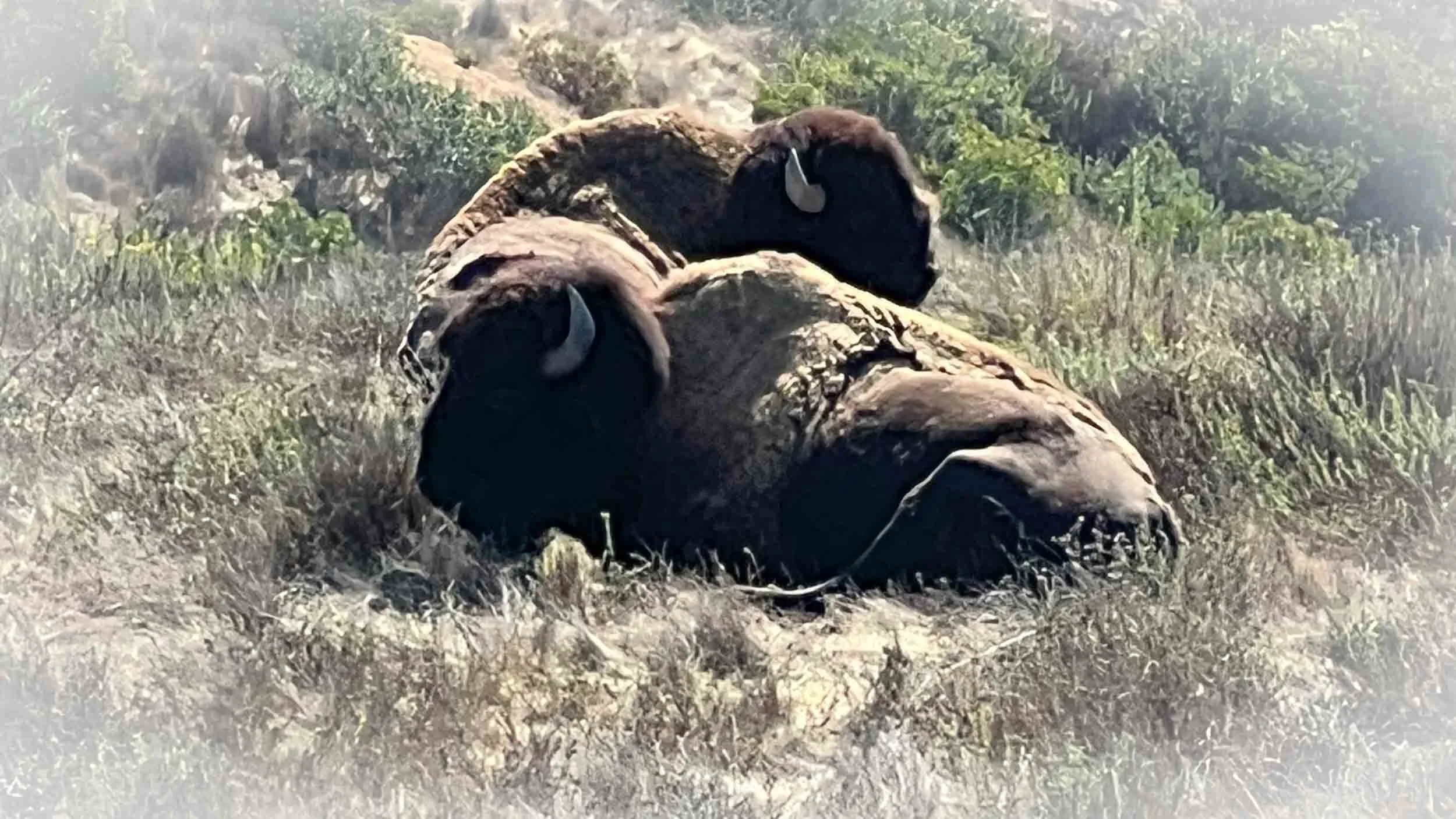 Wild Bison on Catalina Island.