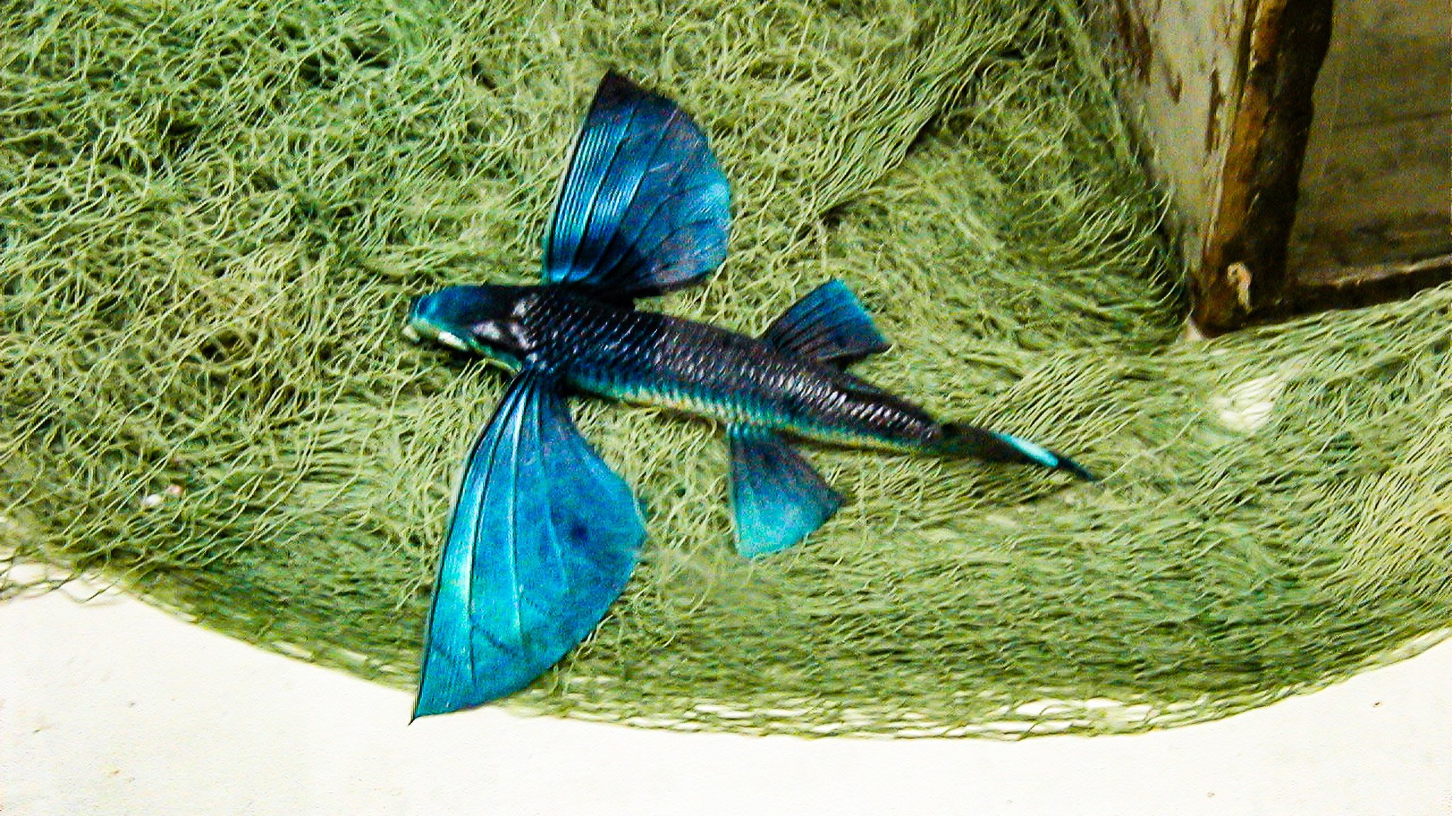 20031030-1C-PA300061-St Michael-Flying Fish.jpg