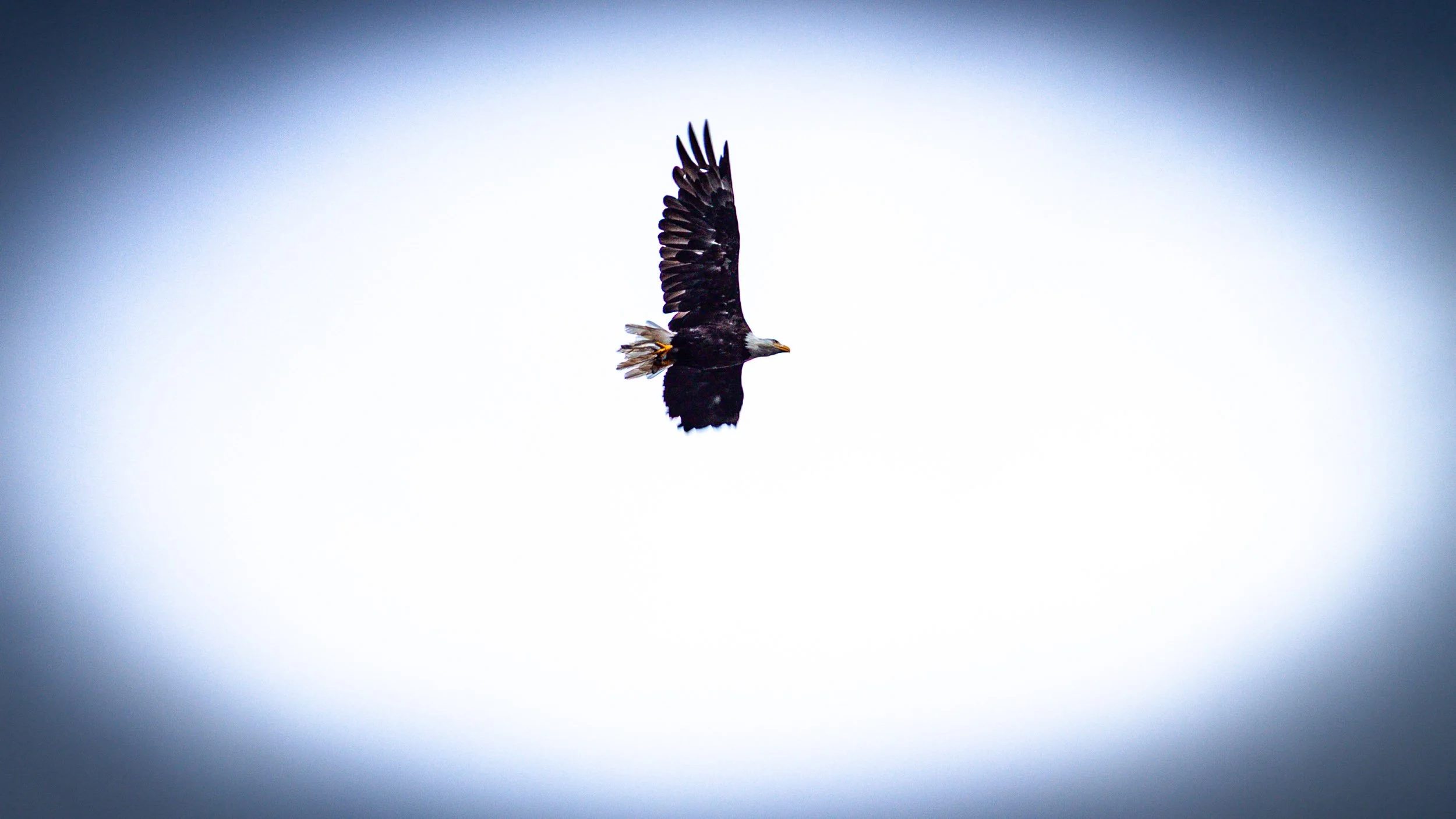 20140905-IMG_3634-Ketchikan-A Bald Eagle Spreading its Wings over Ketchikan.jpg