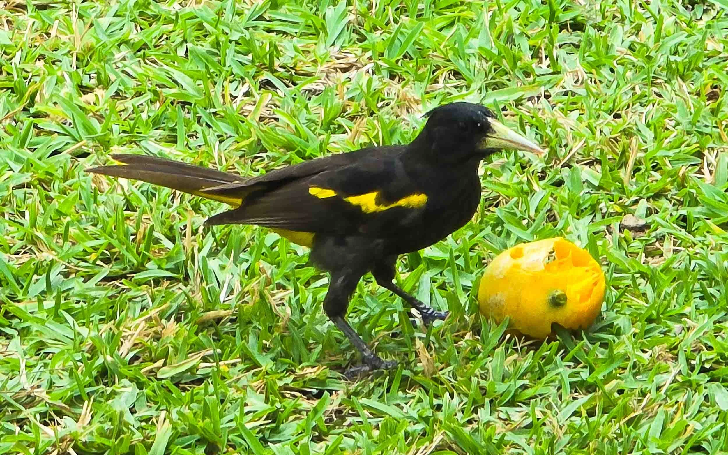 April 25, 2025: Yellow-winged Cacique (Cassiculus melanicurus), in Huatulco, Mexico.