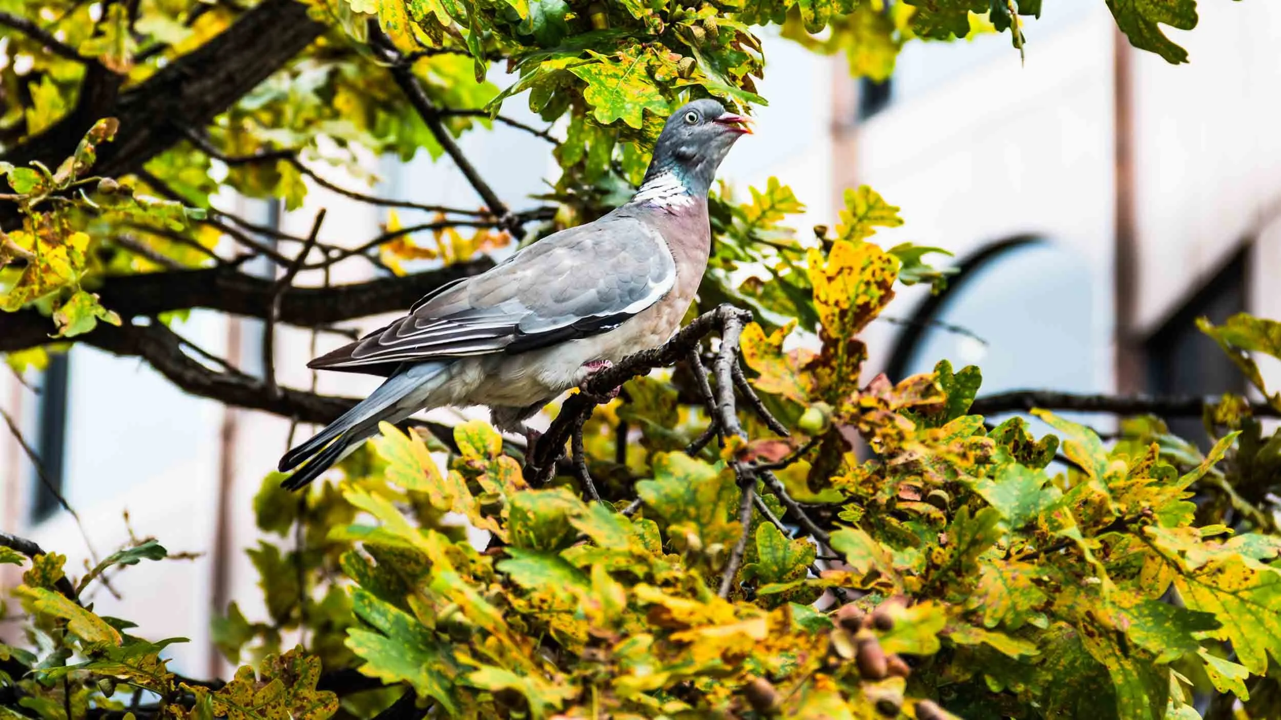 September 21, 2017 - London: Wood Pigeon