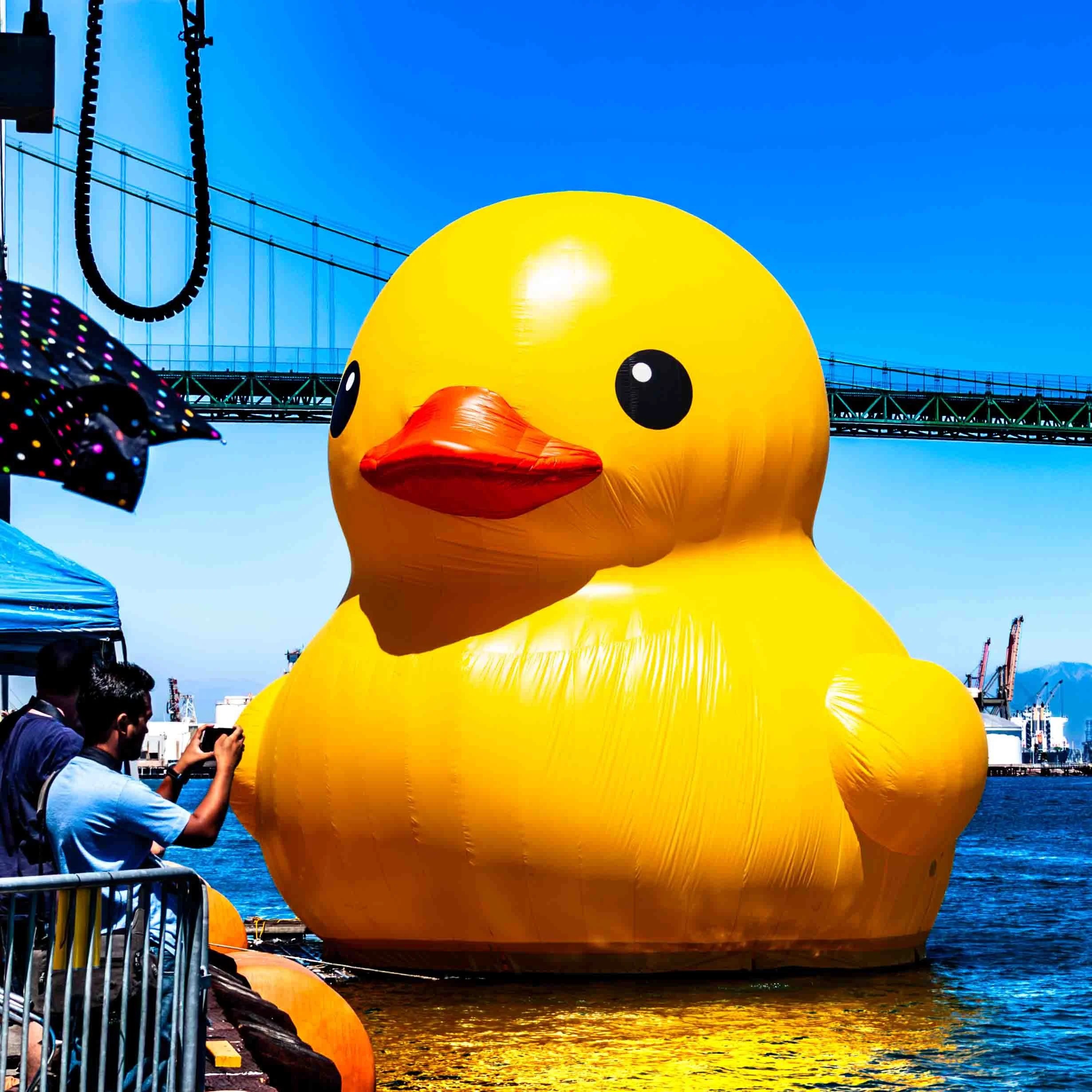 August 23, 2014: World's largest Rubber Duck (affectionately nicknamed Mama Duck) in the Port of Los Angeles, San  Pedro. It is 61 feet tall, 69 feet wide and 79 feet long. Weighs 3,000 pounds.