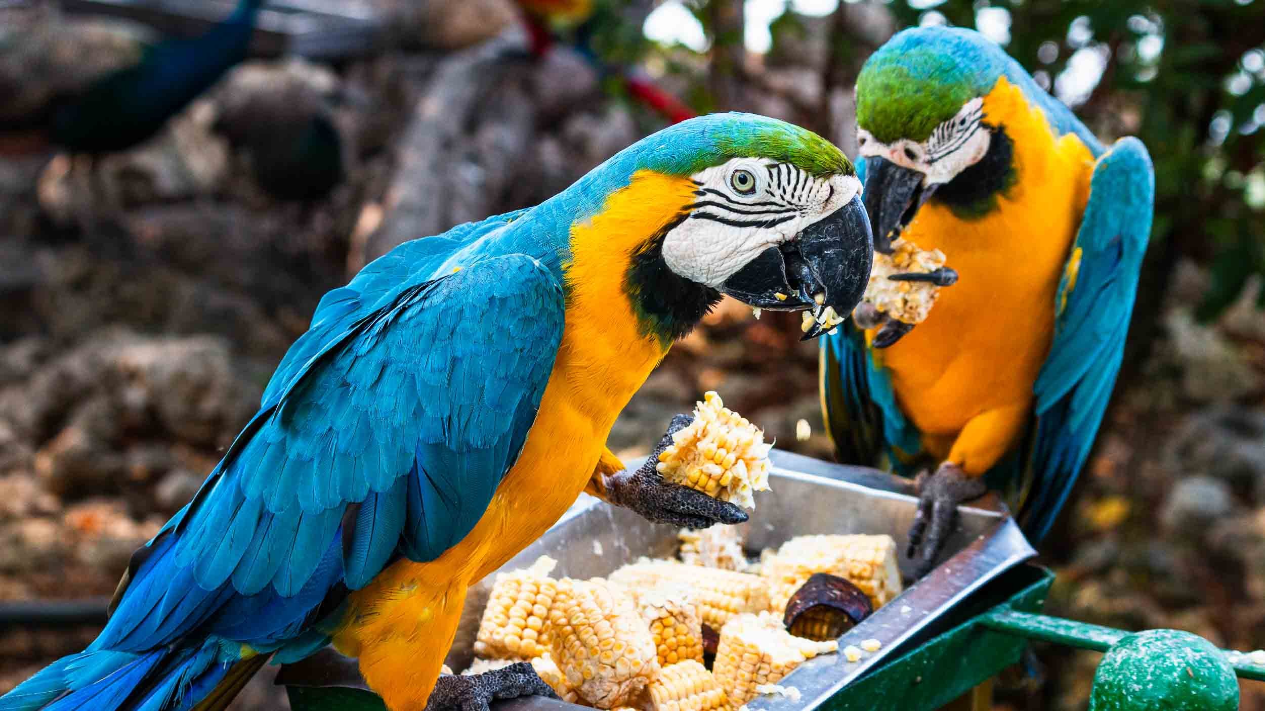 Blue-and-yellow Macaws