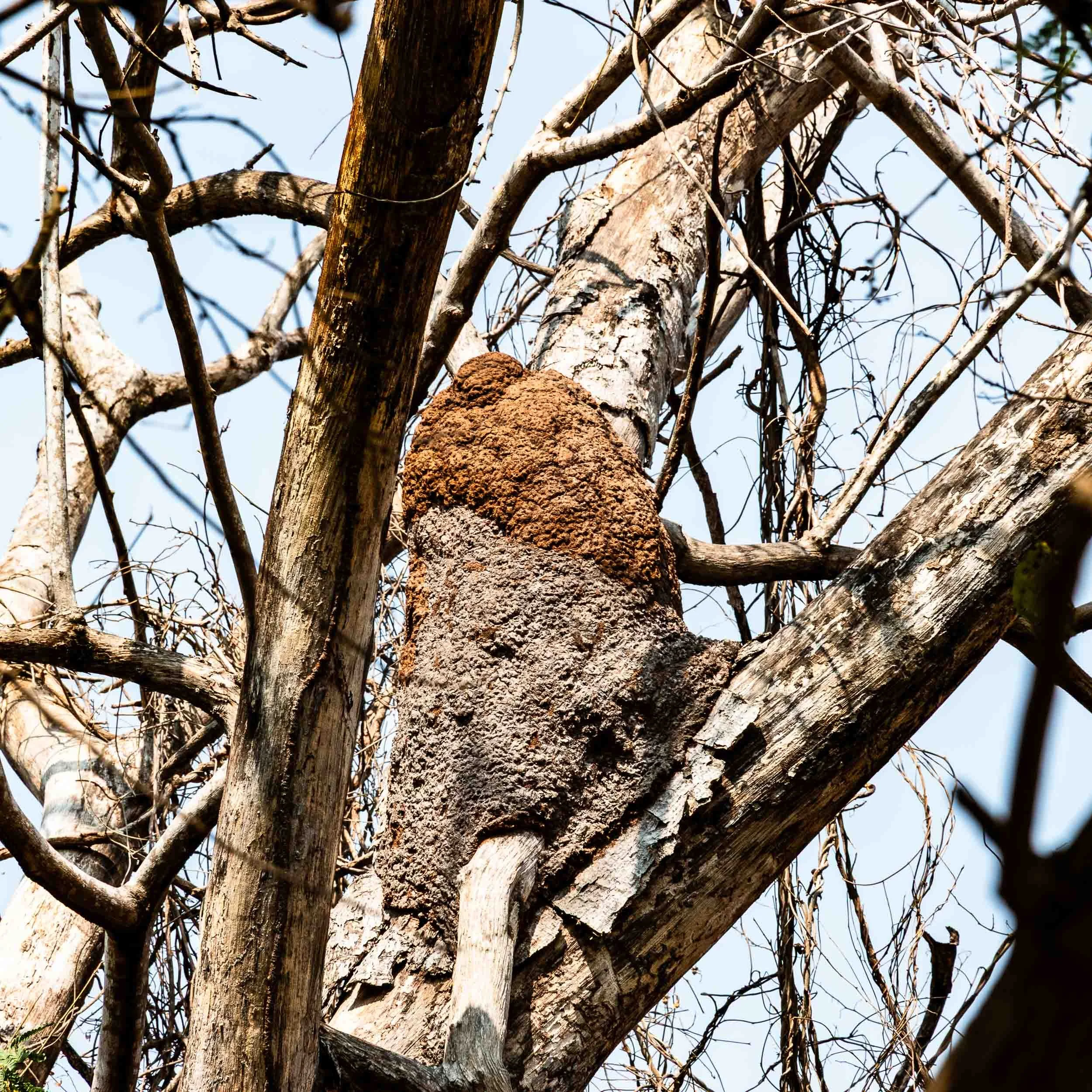 April 25, 2025: Arboreal Termite Nest, in Huatulco, Mexico. Constructed by specialized tree-dwelling termites using a mixture of chewed wood, soil, saliva and fecal matter.
