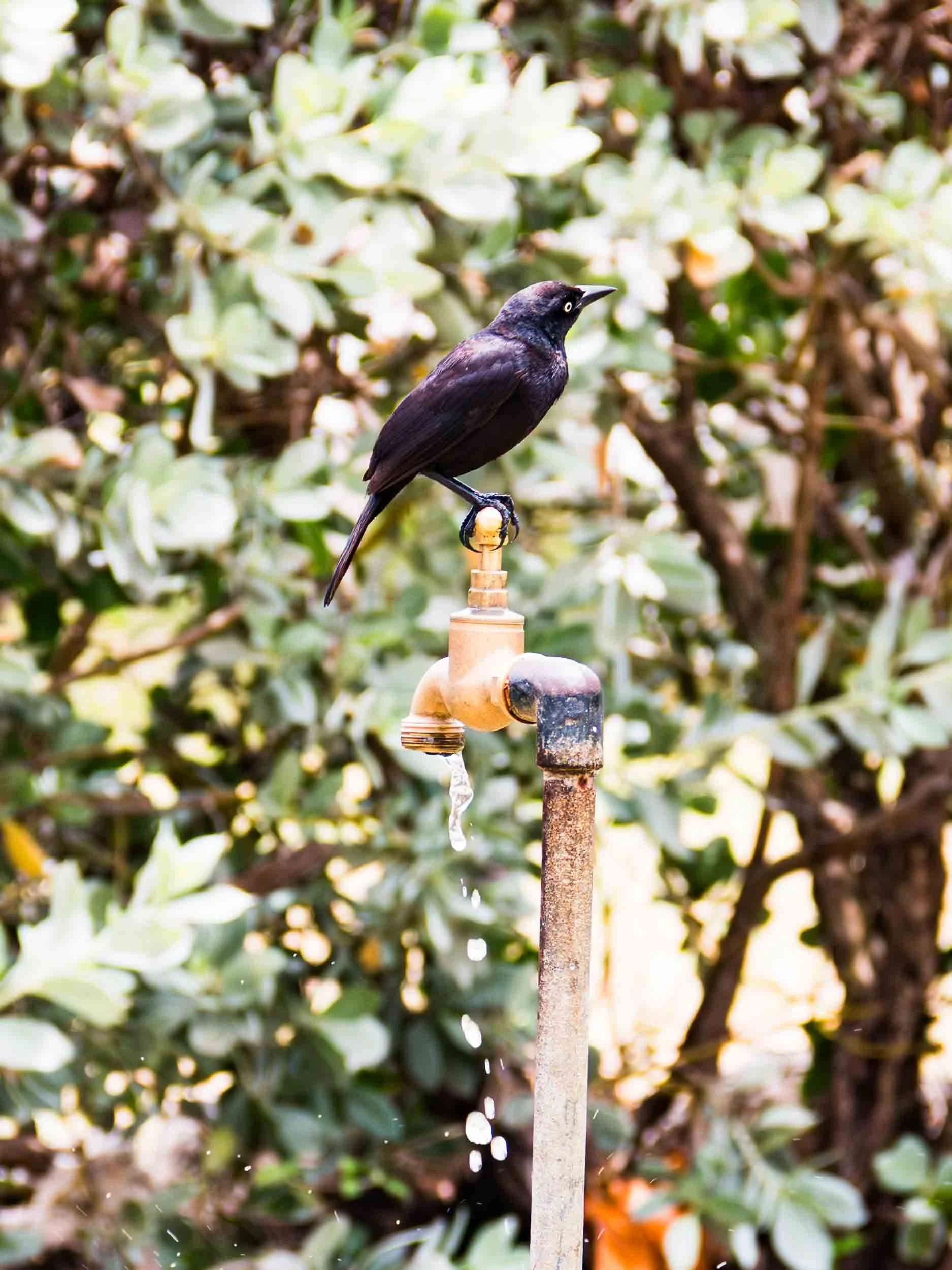May 1, 2017: Blackbird resting on a dripping "standpipe" in Bathsheba, Barbados.