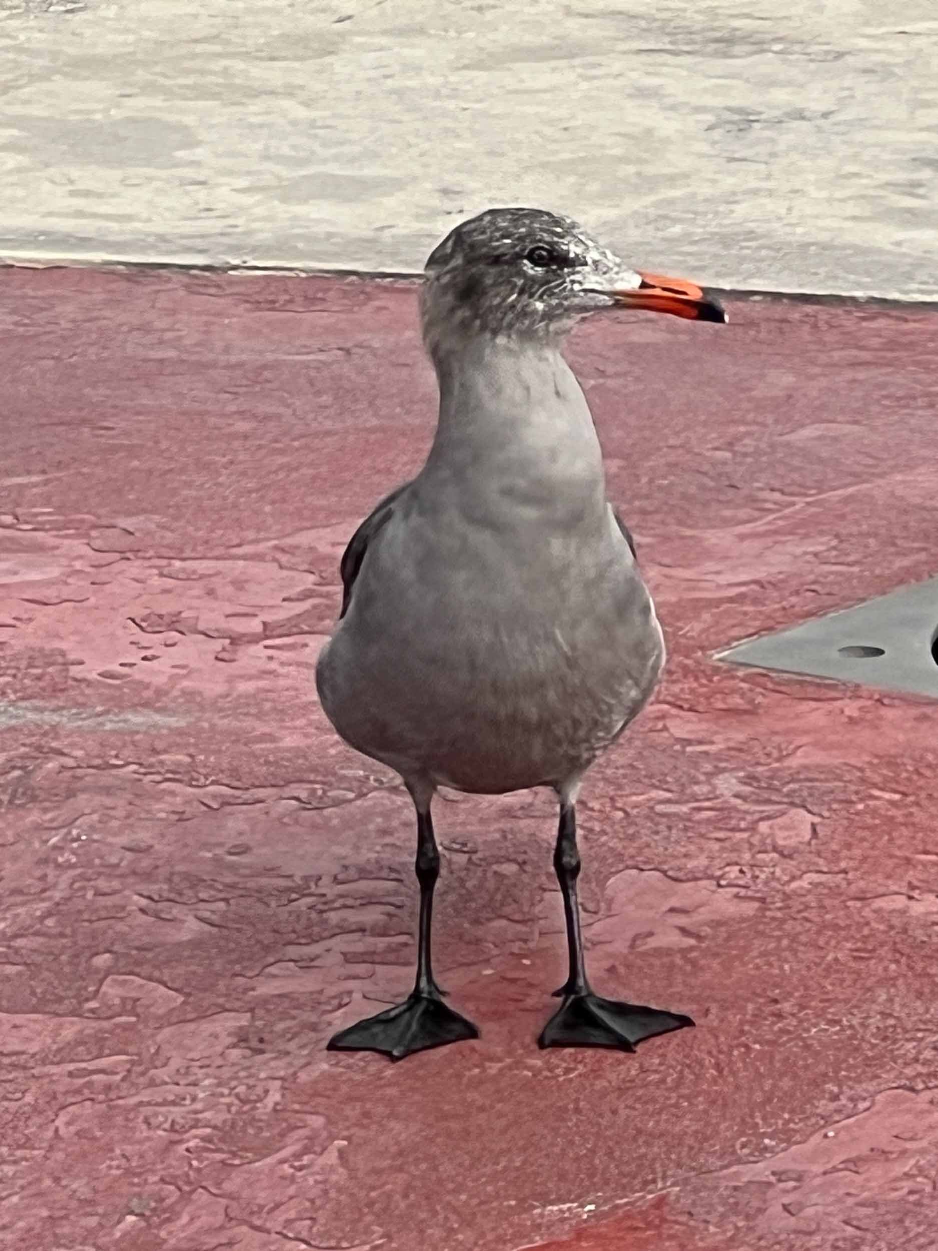 The Heermann's Gull. identified by its reddish-orange bill; charcoal-gray body and almost blackish legs. Ensenada Mexico