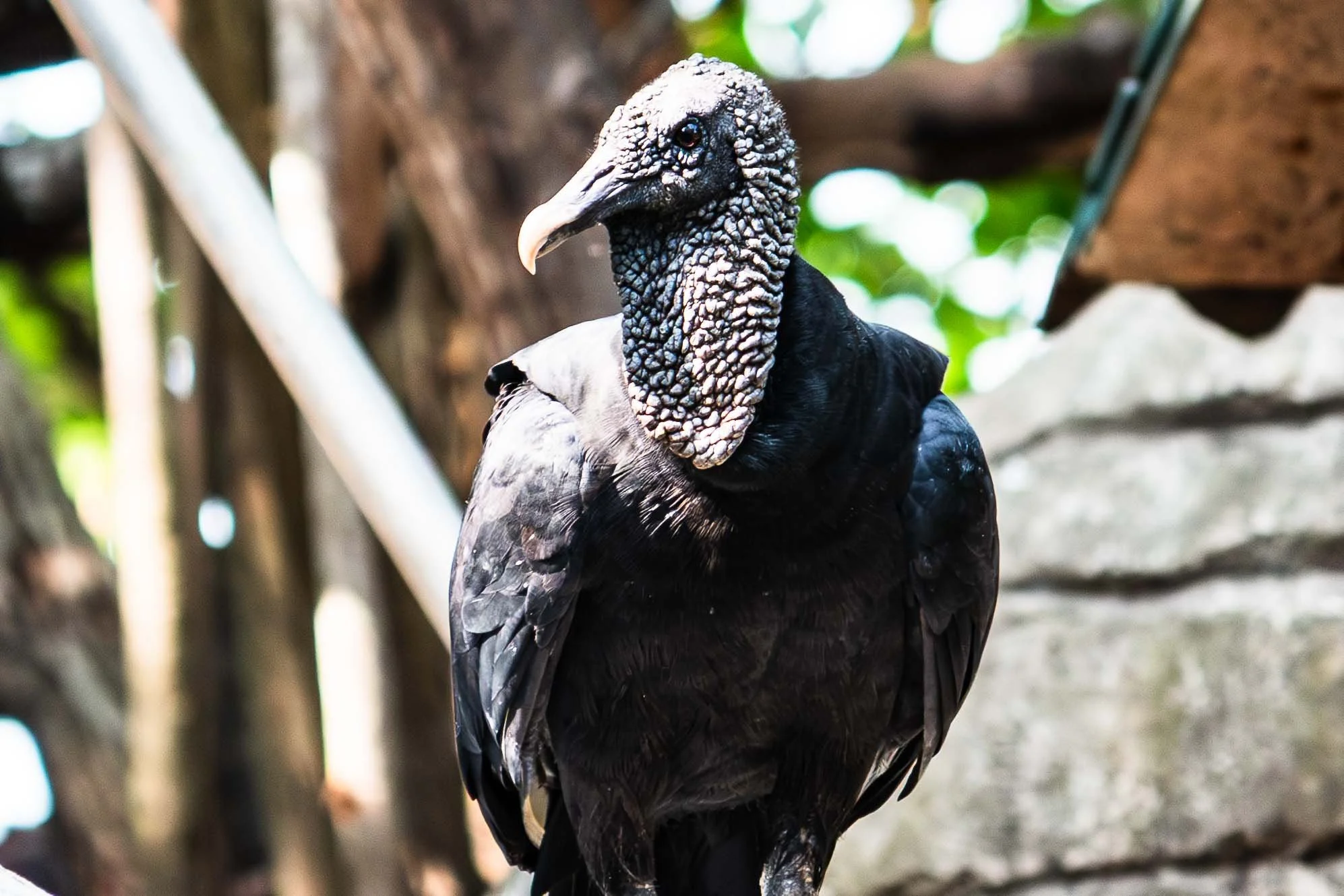 Black Vulture (Coragyps atratus)