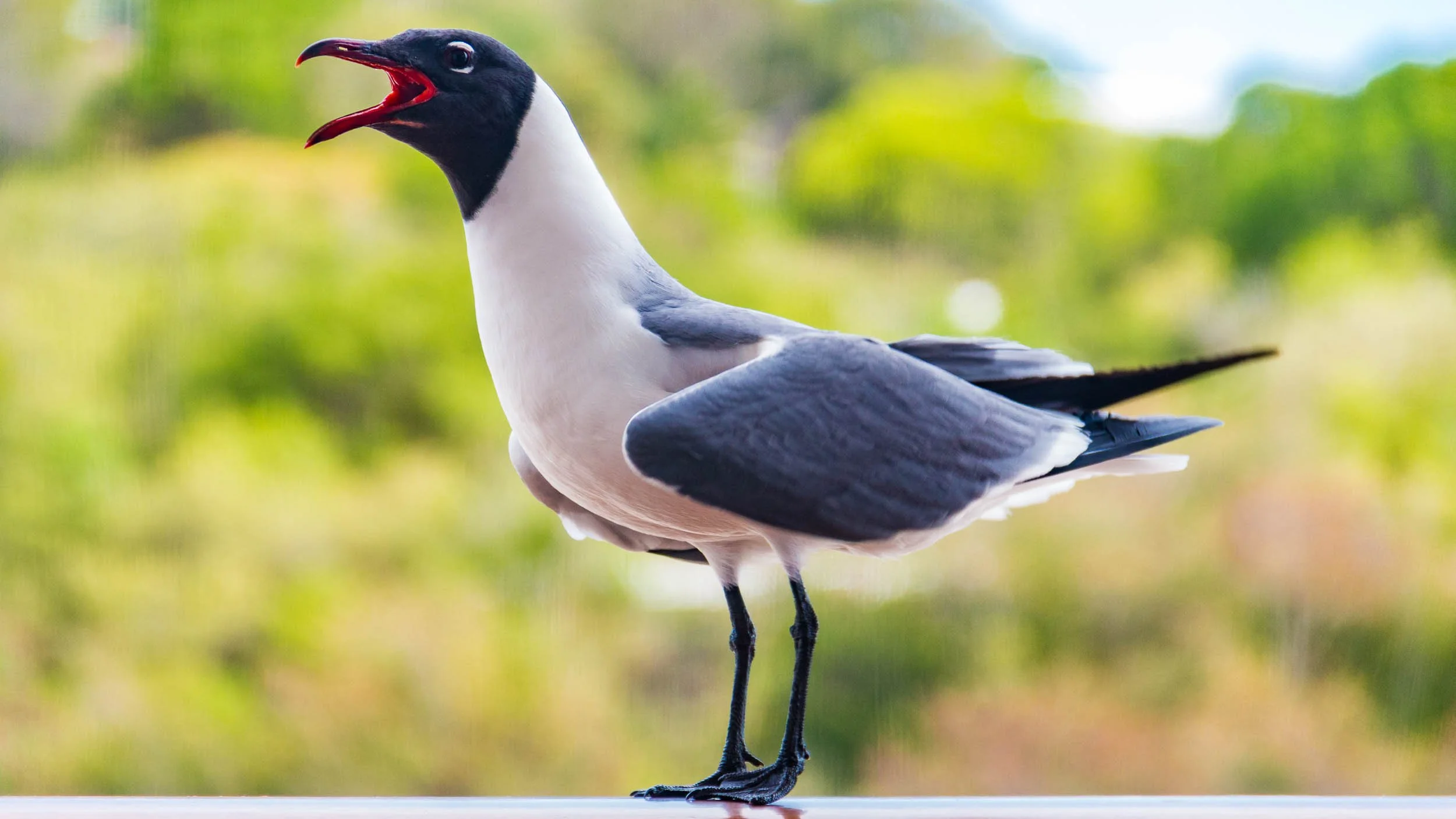 Laughing gull. May 8, 2017.