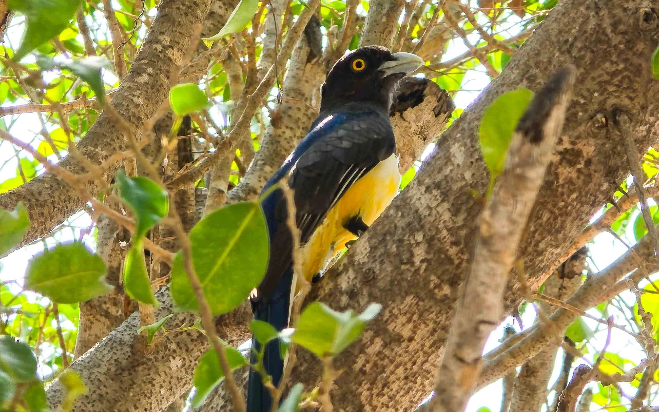 April 25, 2025: Citreoline Trogon in Huatulco, Mexico.