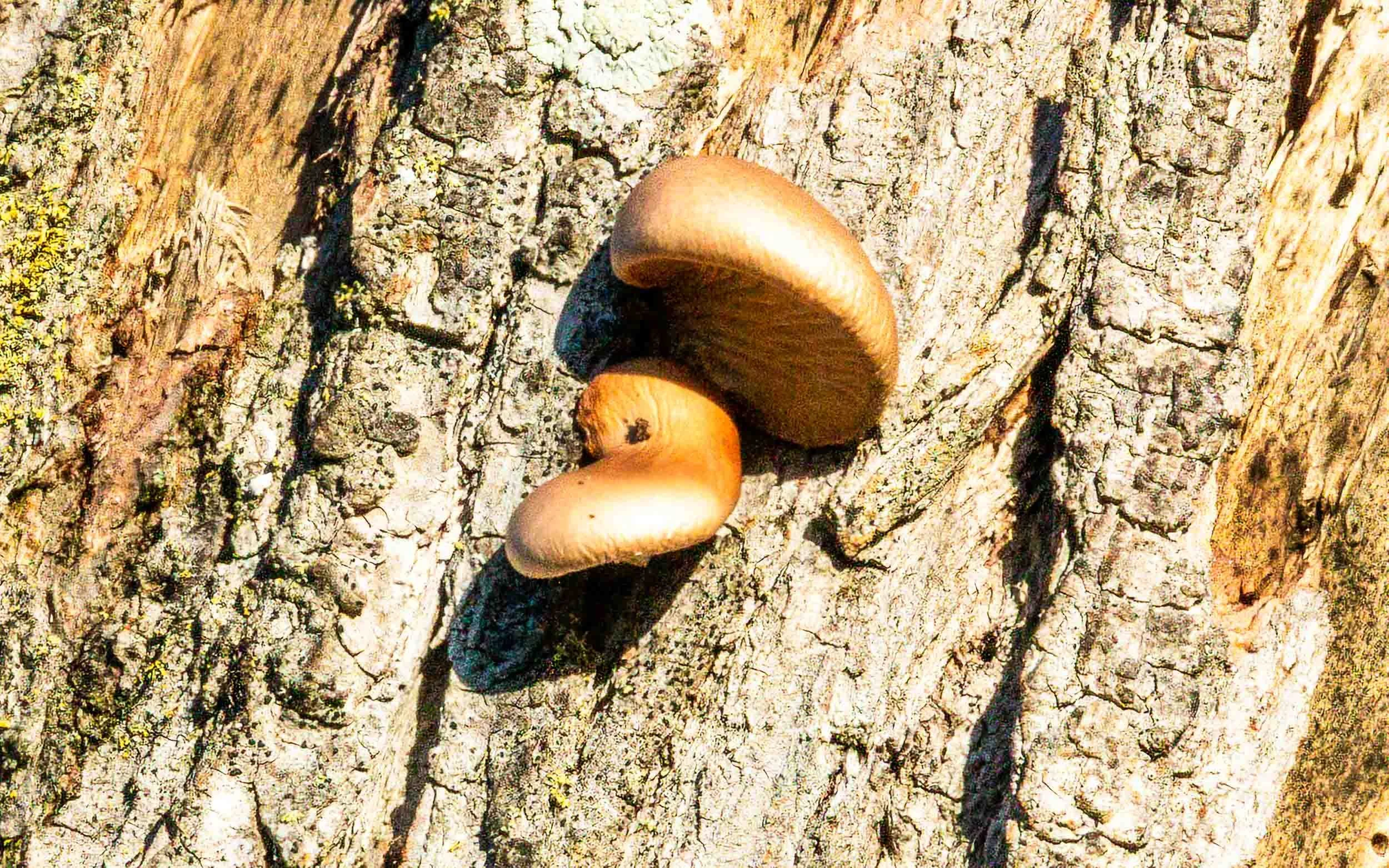 Junary 3, 2024: Mushroom in the Park.