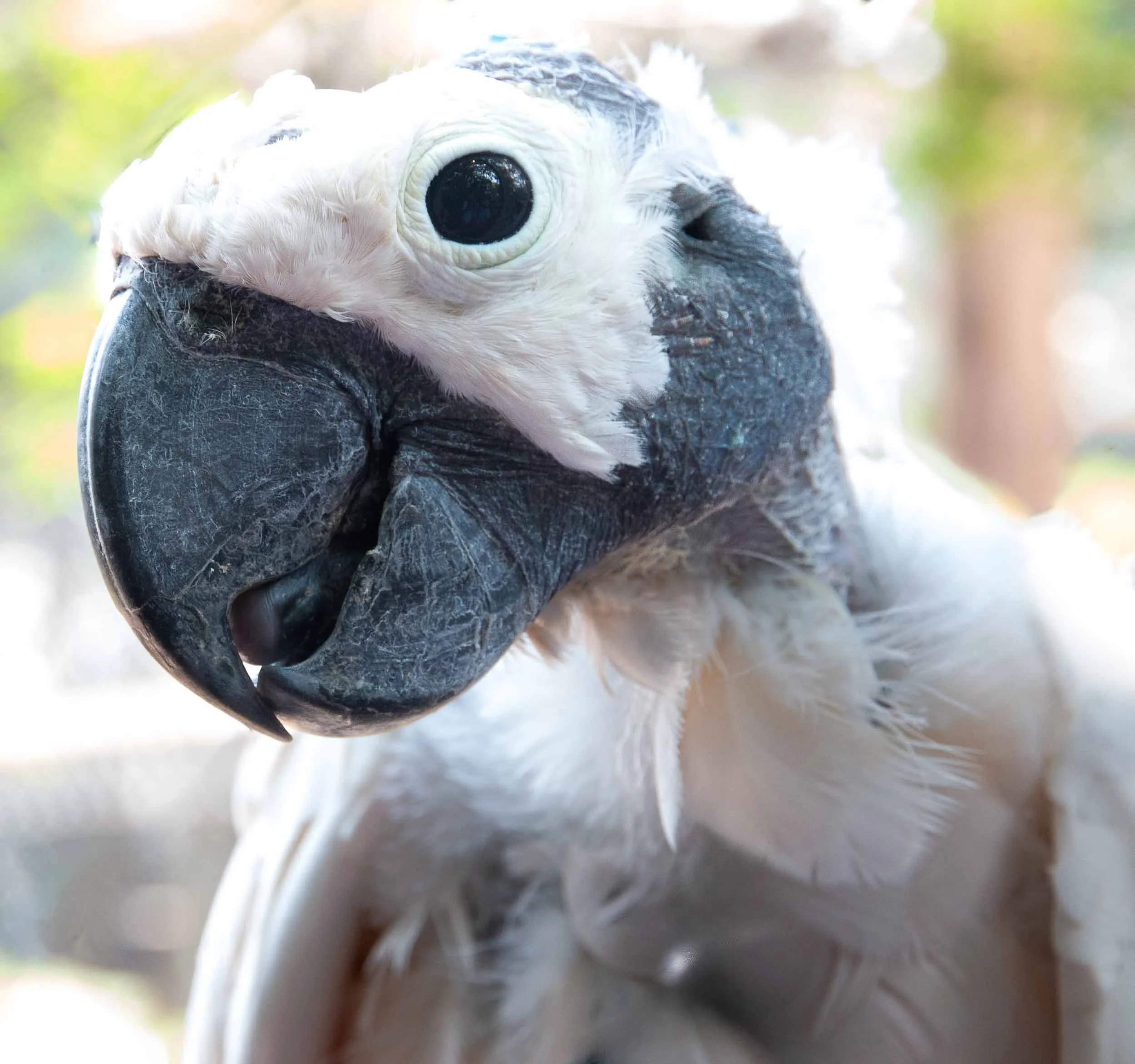 Moluccan Cockatoo (also known as Salmon-crested Cockatoo).