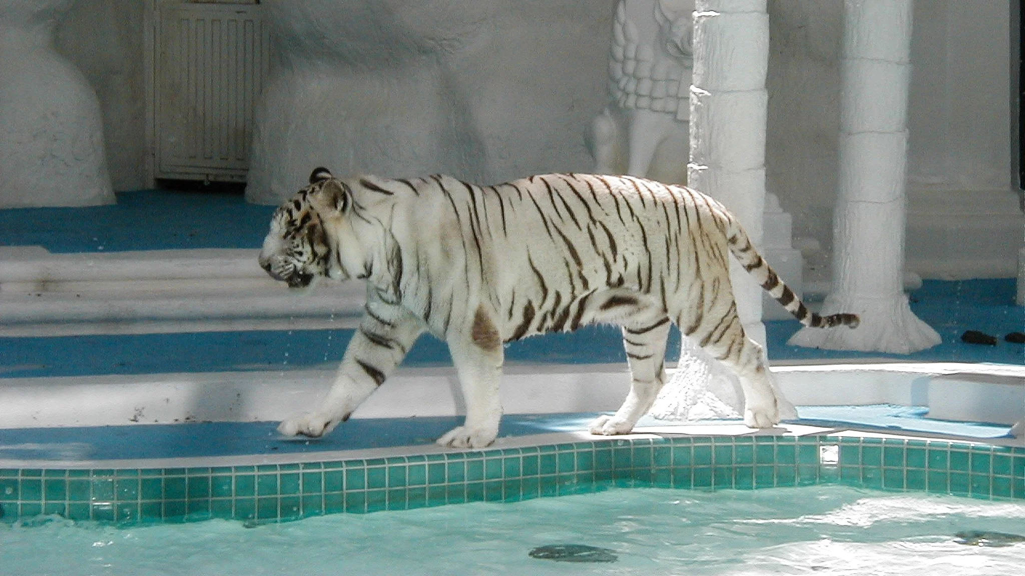 White tiger from the Siegfried and Roy Show