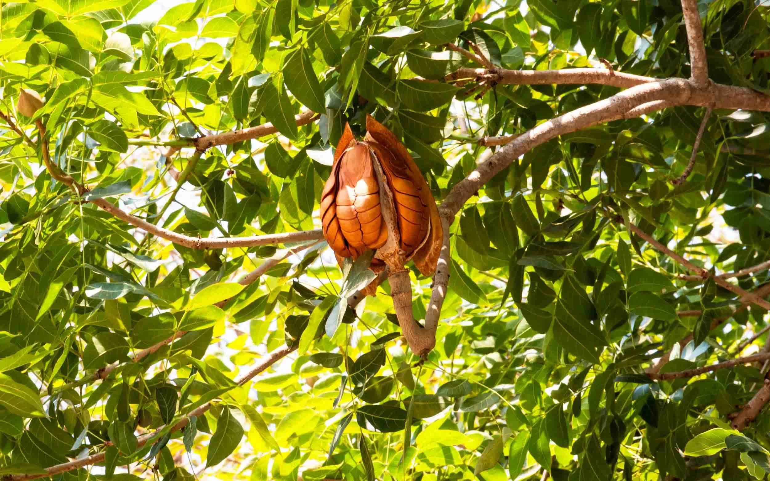 Seed pod of the Pachira aquatica, also know as the money tree, Malabar chestnut or Guiana chestnut.