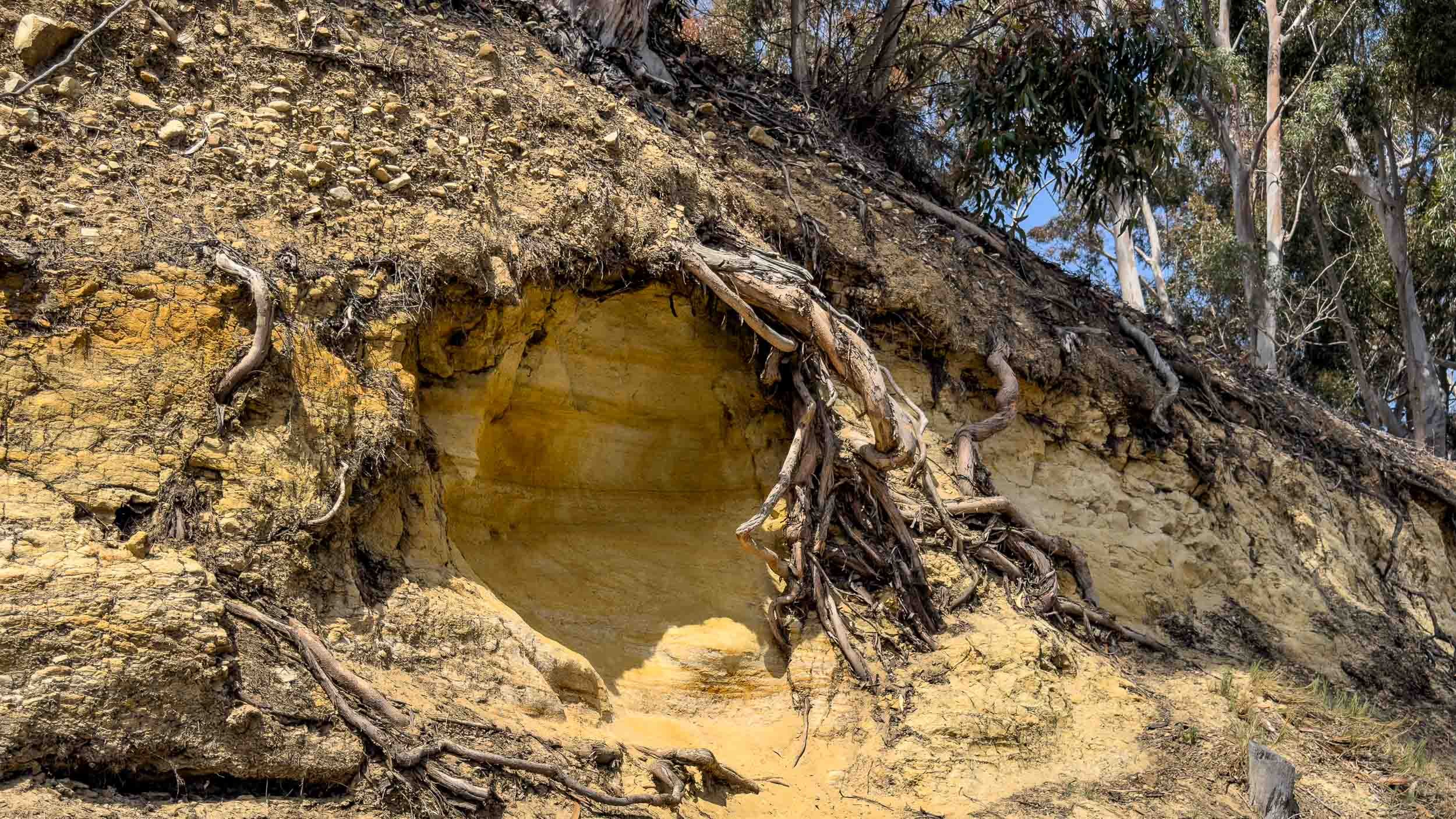 An alcove or mini-cave formed within the Scripps Formation. The cliffs are composed of sandstone deposited over many years. Overtime natural erosion from wind and water wears away the softer layers, creating distinct recessed areas.