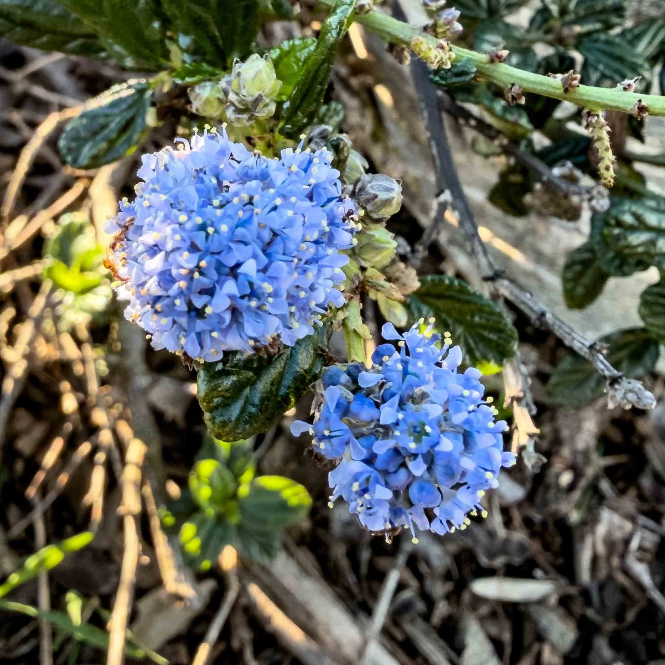 Ceanothus or California Lilac.