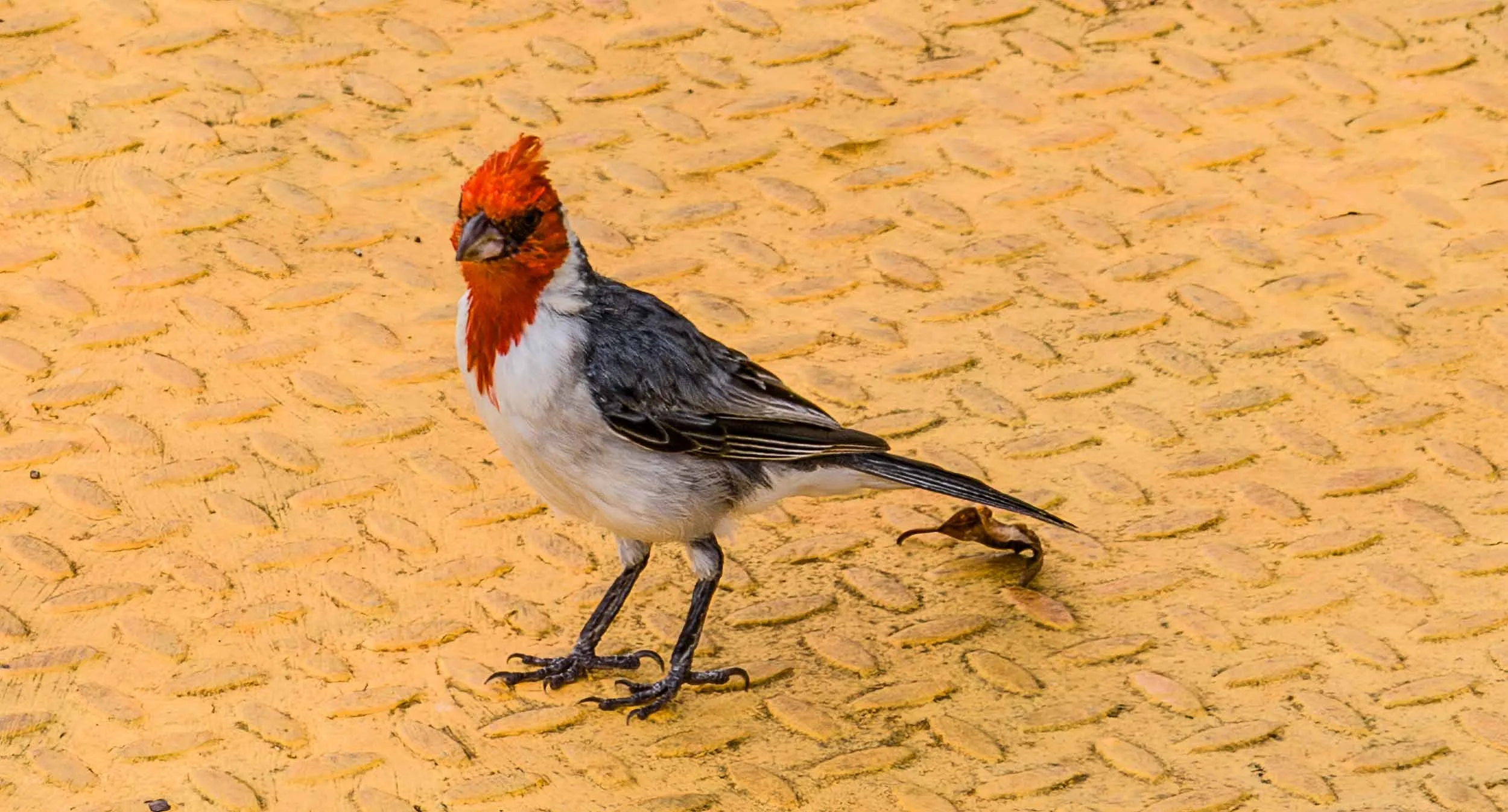 August 13, 2009: Hawaain Red-crested Cardinal.