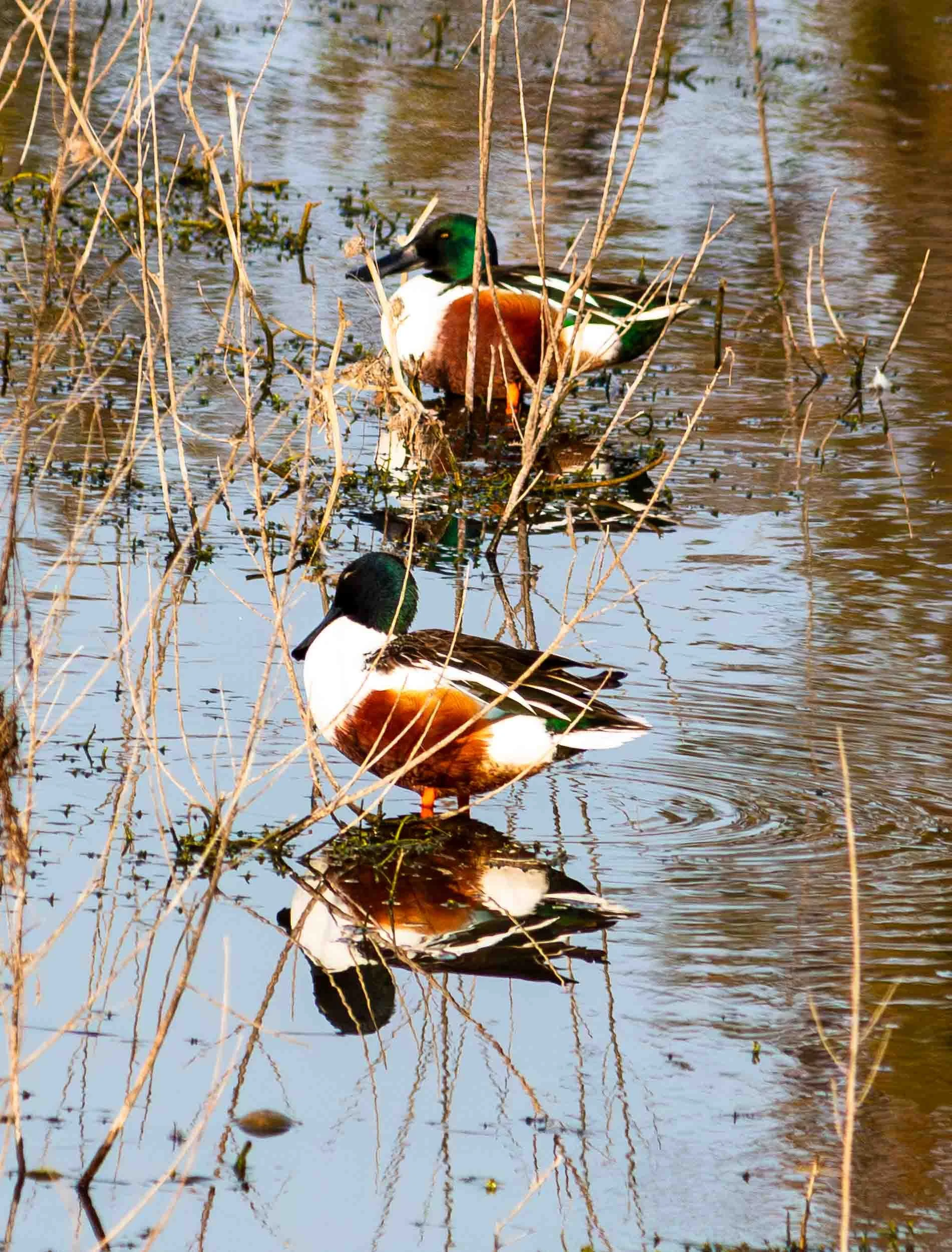 December 28, 2024: Northern Shovellers at San Joaquin Wildlife Reserve, Irvine, California.