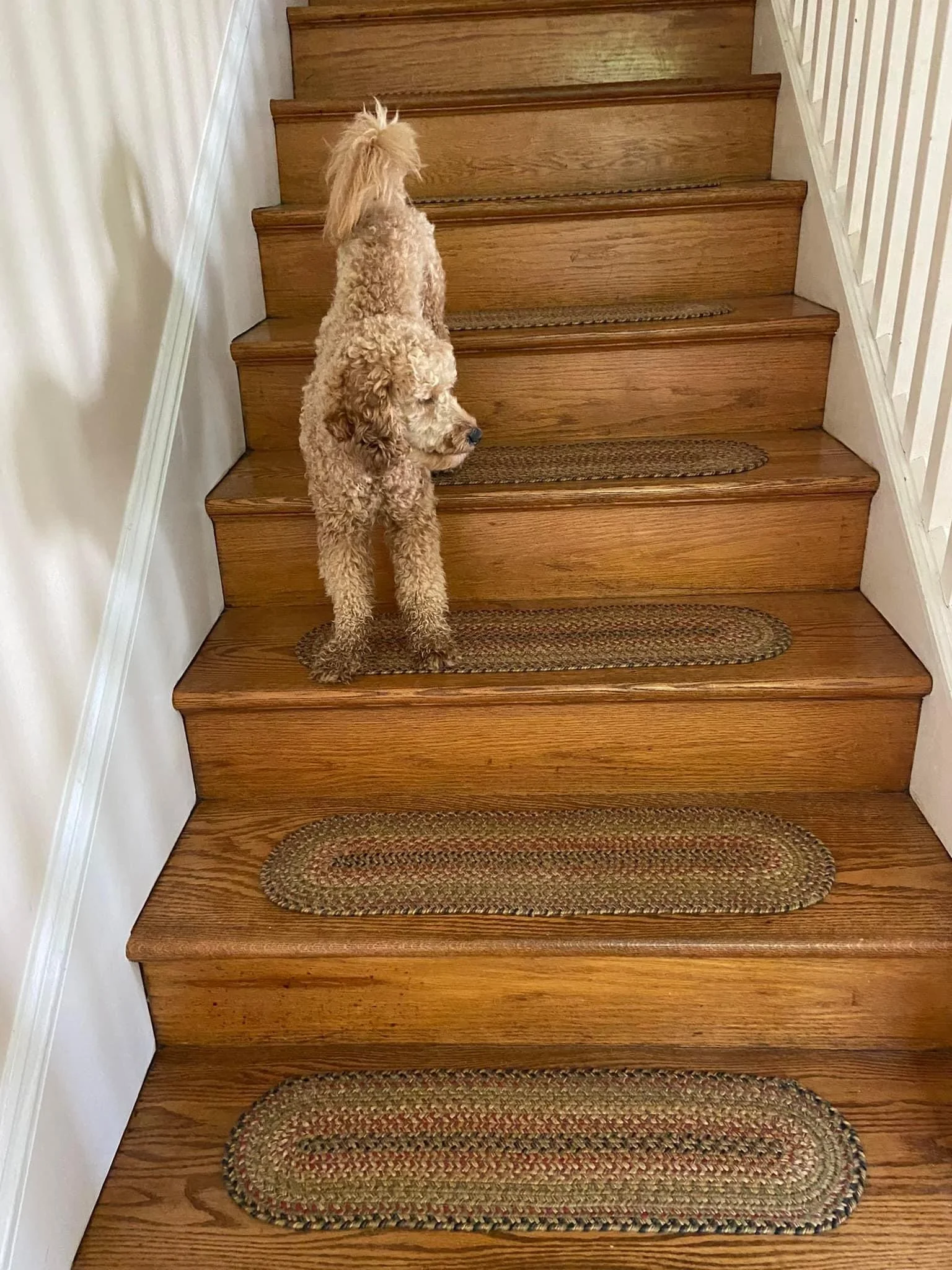 A small, fluffy, tan-colored dog with curly fur sitting on a wooden staircase, facing away from the camera.