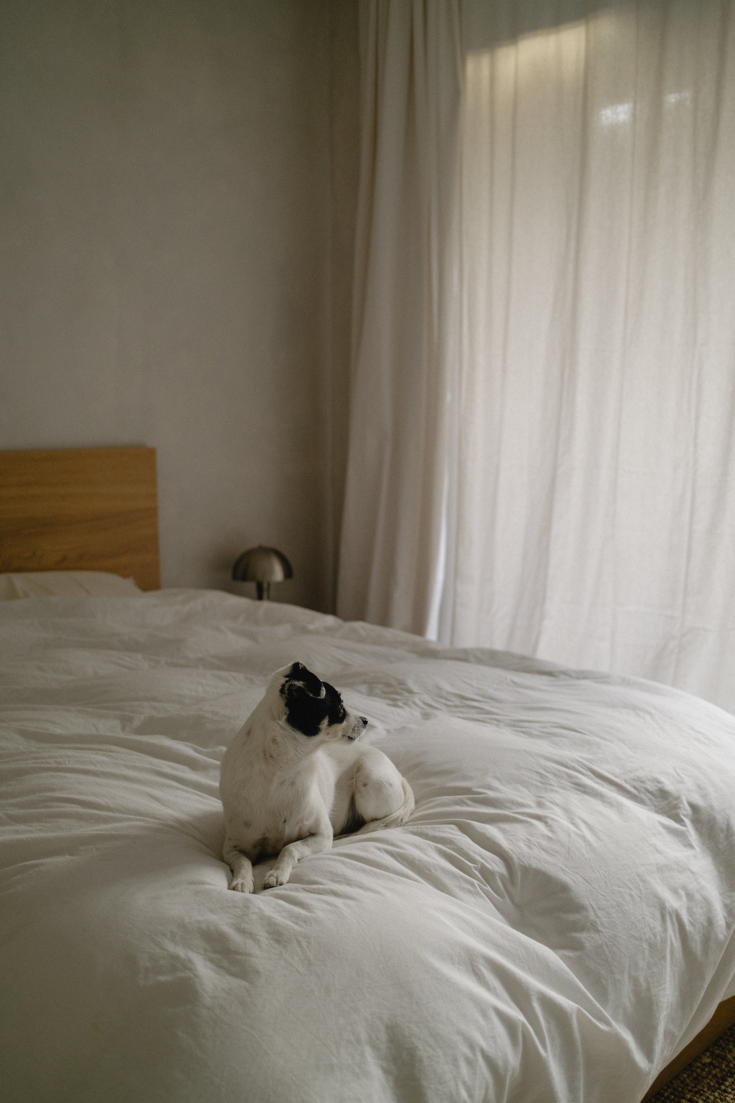 A black and white puppy sitting on a white bed in a bedroom with cream-colored walls and sheer curtains.