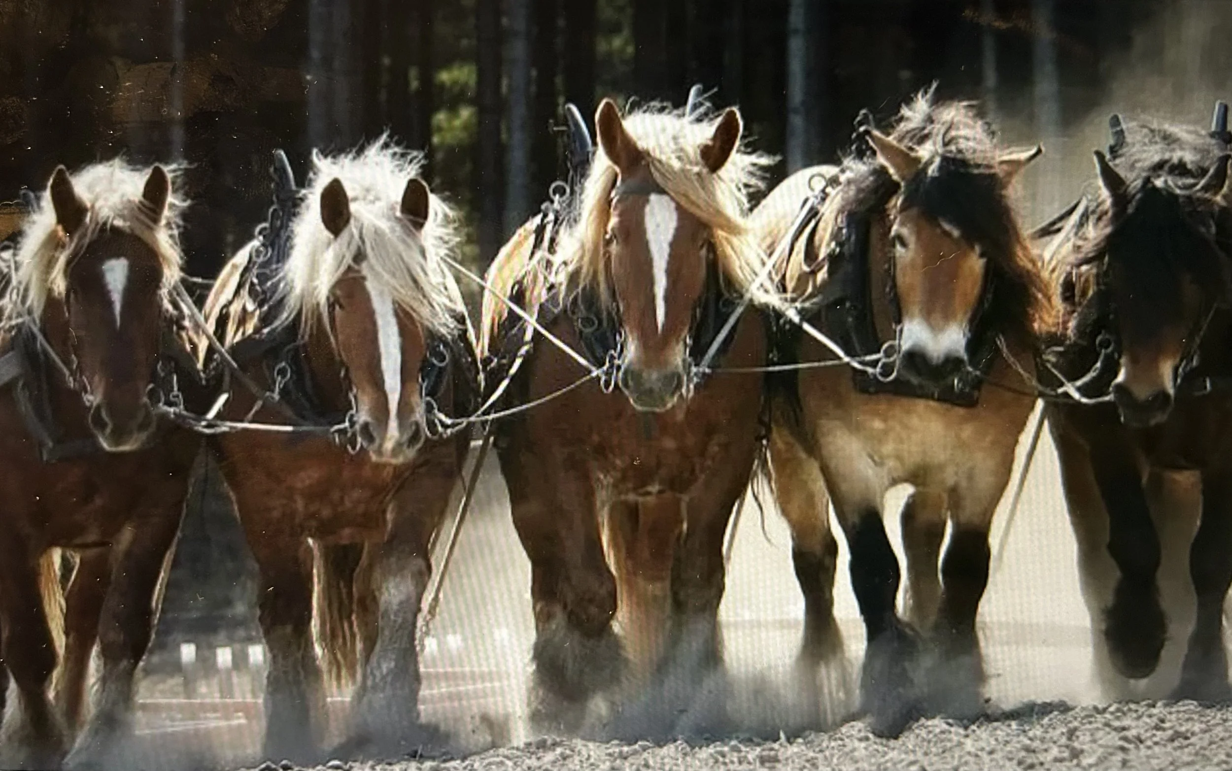A team of six horses pulling a carriage through a path in a forest.