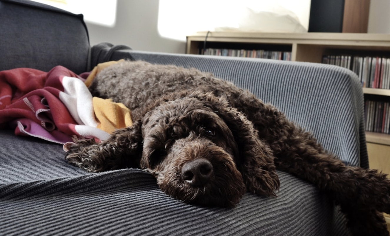 My dog has social anxiety and I'm starting to think he's the healthy one (part one)