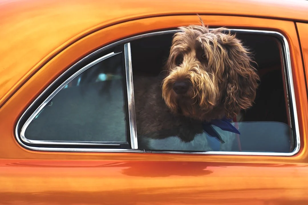 My dog has social anxiety and I’m starting to think he’s the healthy one (part two)
