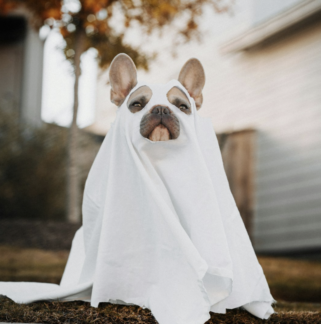 Put away the pool noodle. It’s Halloween.