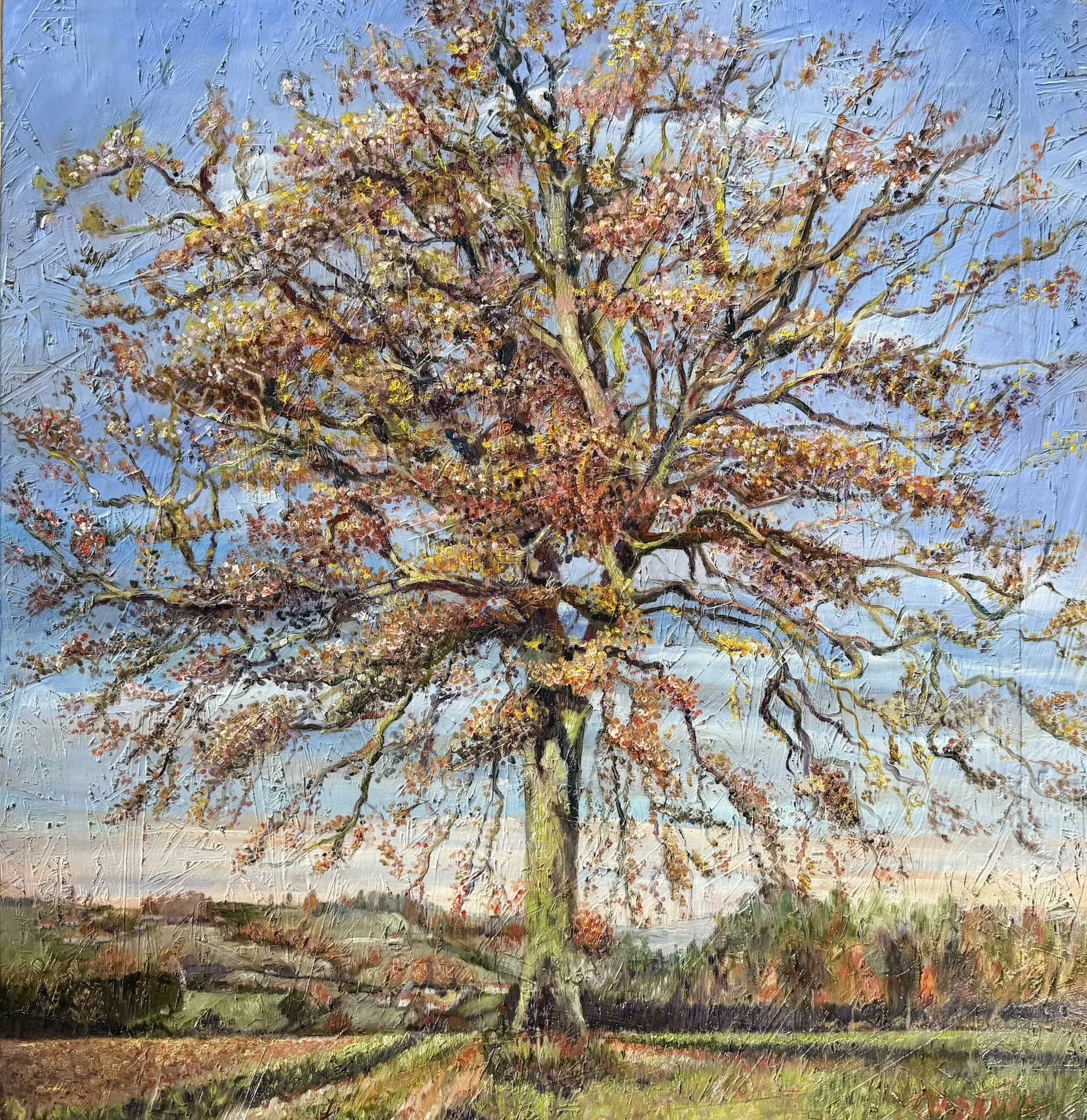 Eiche in Dürrenroth