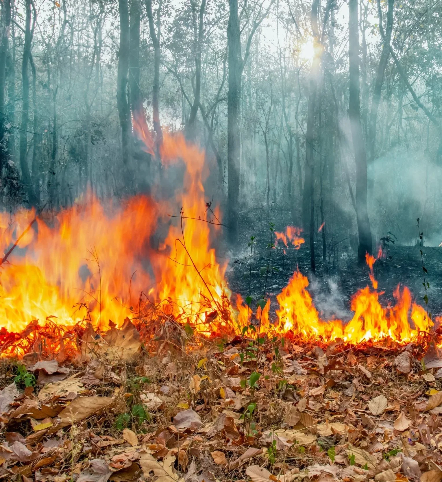 Feux de forêt en Sologne : s’informer pour mieux prévenir les risques