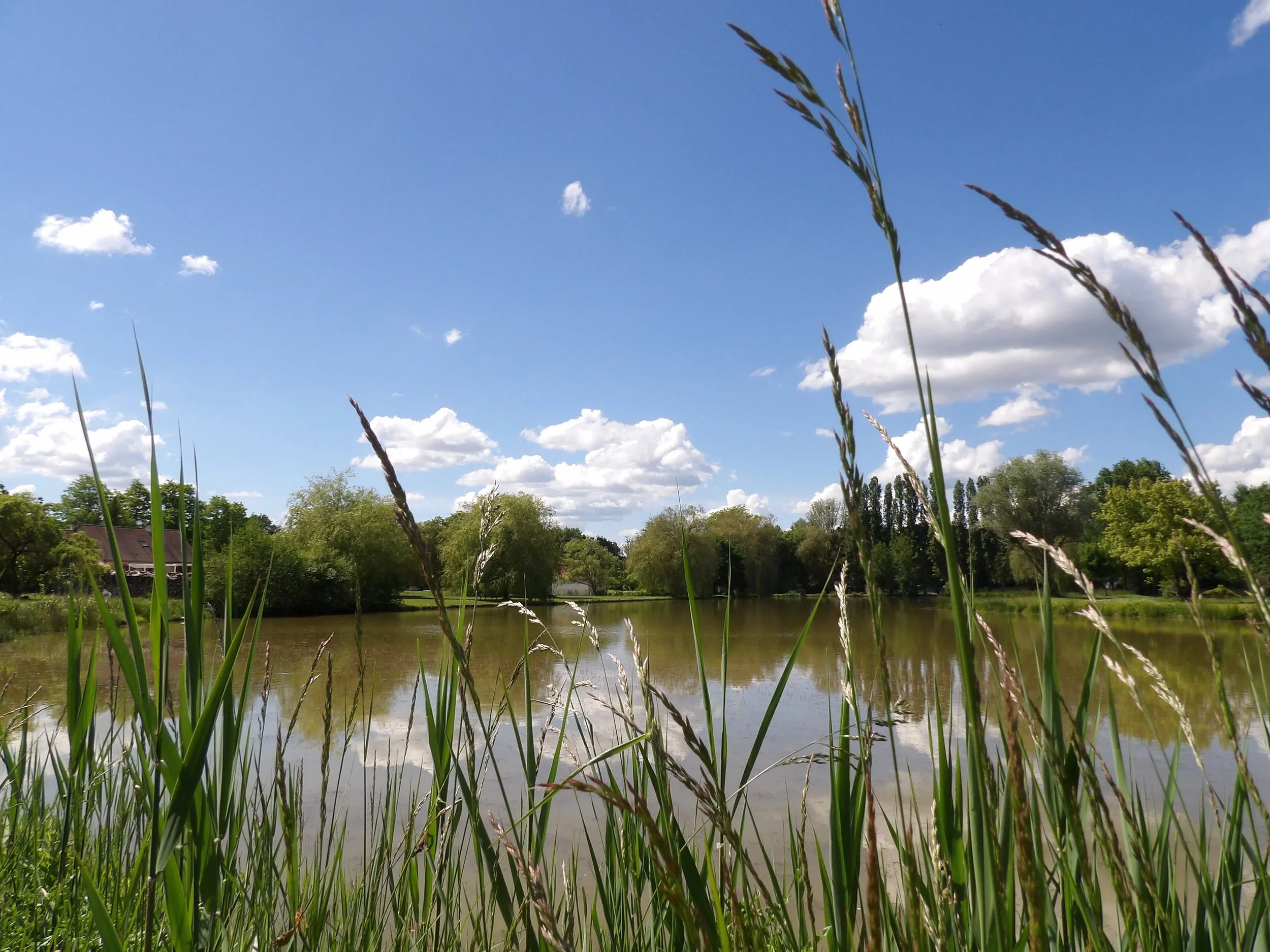 Une vue d'un lac avec des arbres verts en arrière-plan, des herbes hautes au premier plan et un ciel bleu avec quelques nuages.