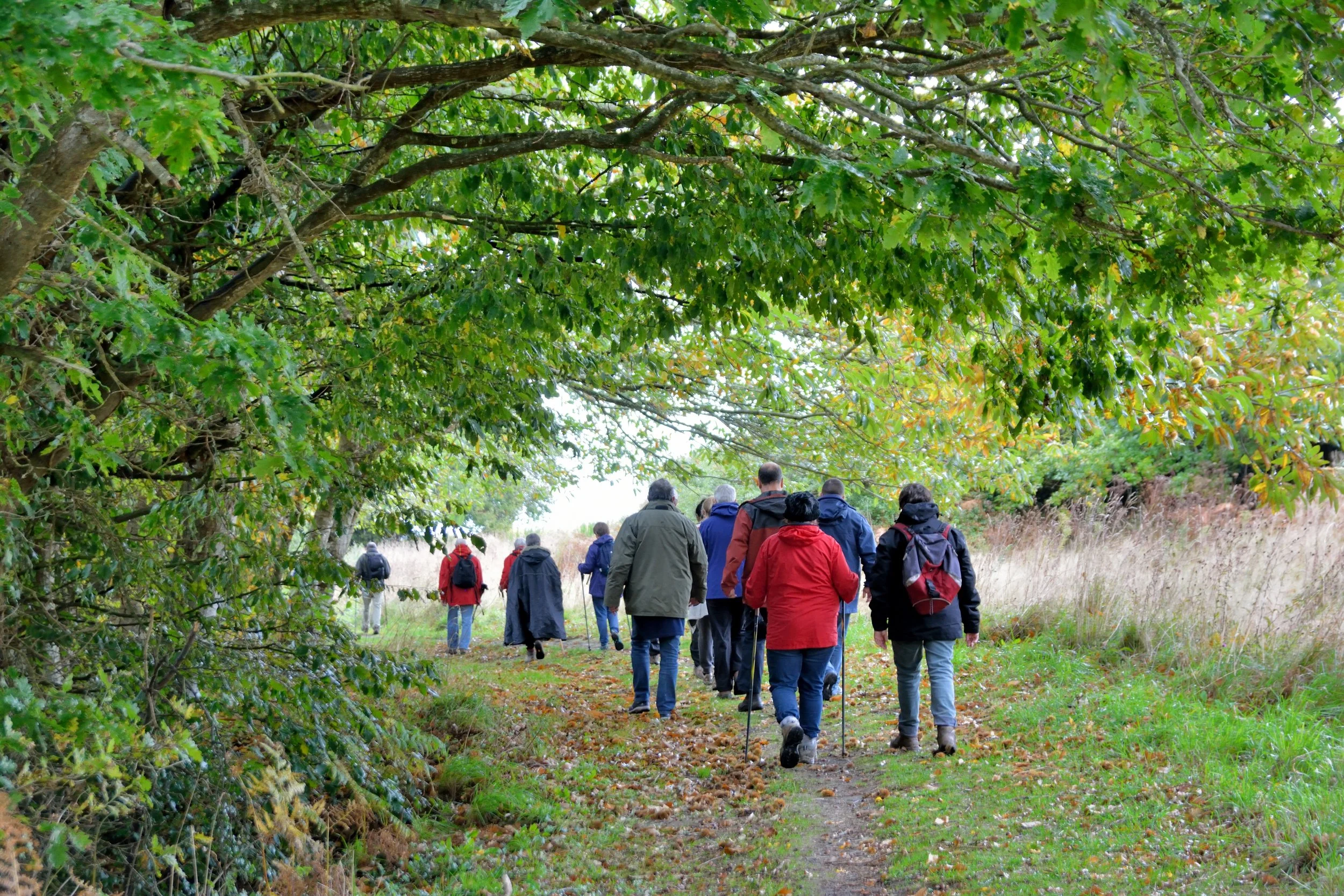 Groupe de personnes marchant dans une scène naturelle avec des arbres verts et un chemin de terre.
