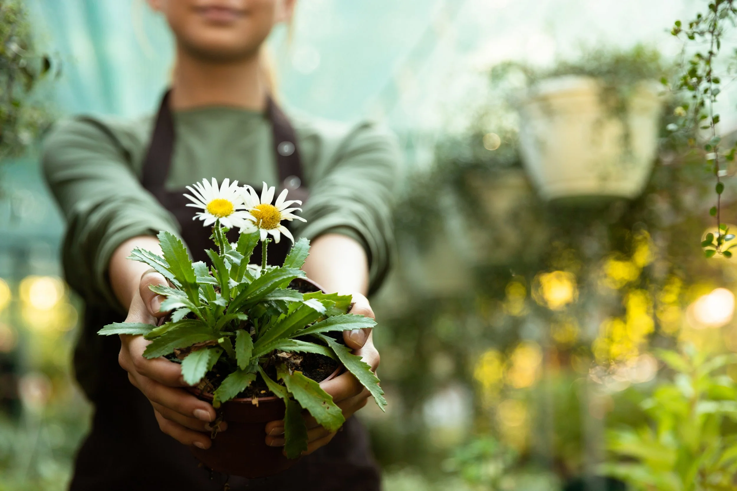 Une personne tenant une plante en pot avec des fleurs blanches et jaunes dans une serre ou un jardin.