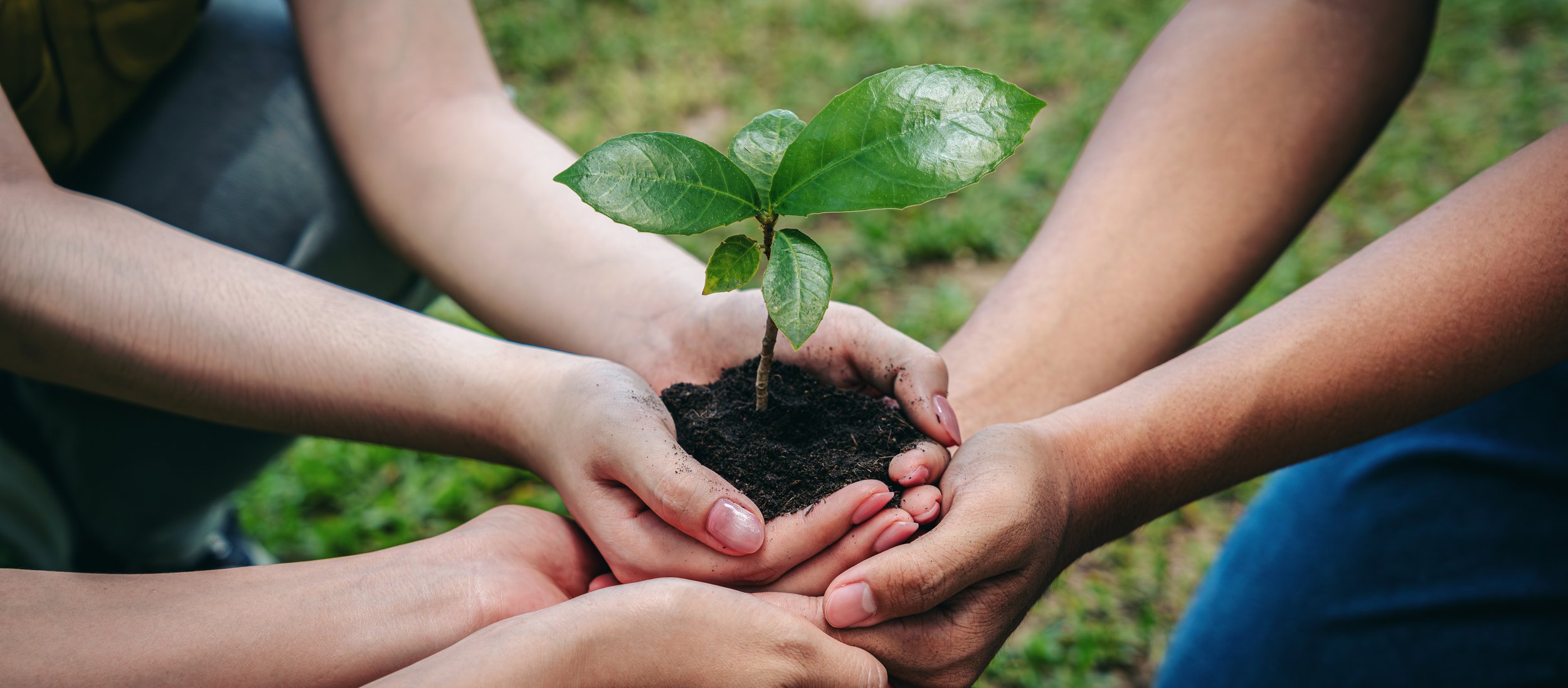 Plusieurs mains groupées tenant un jeune arbre en train d'être planté sur de la terre
