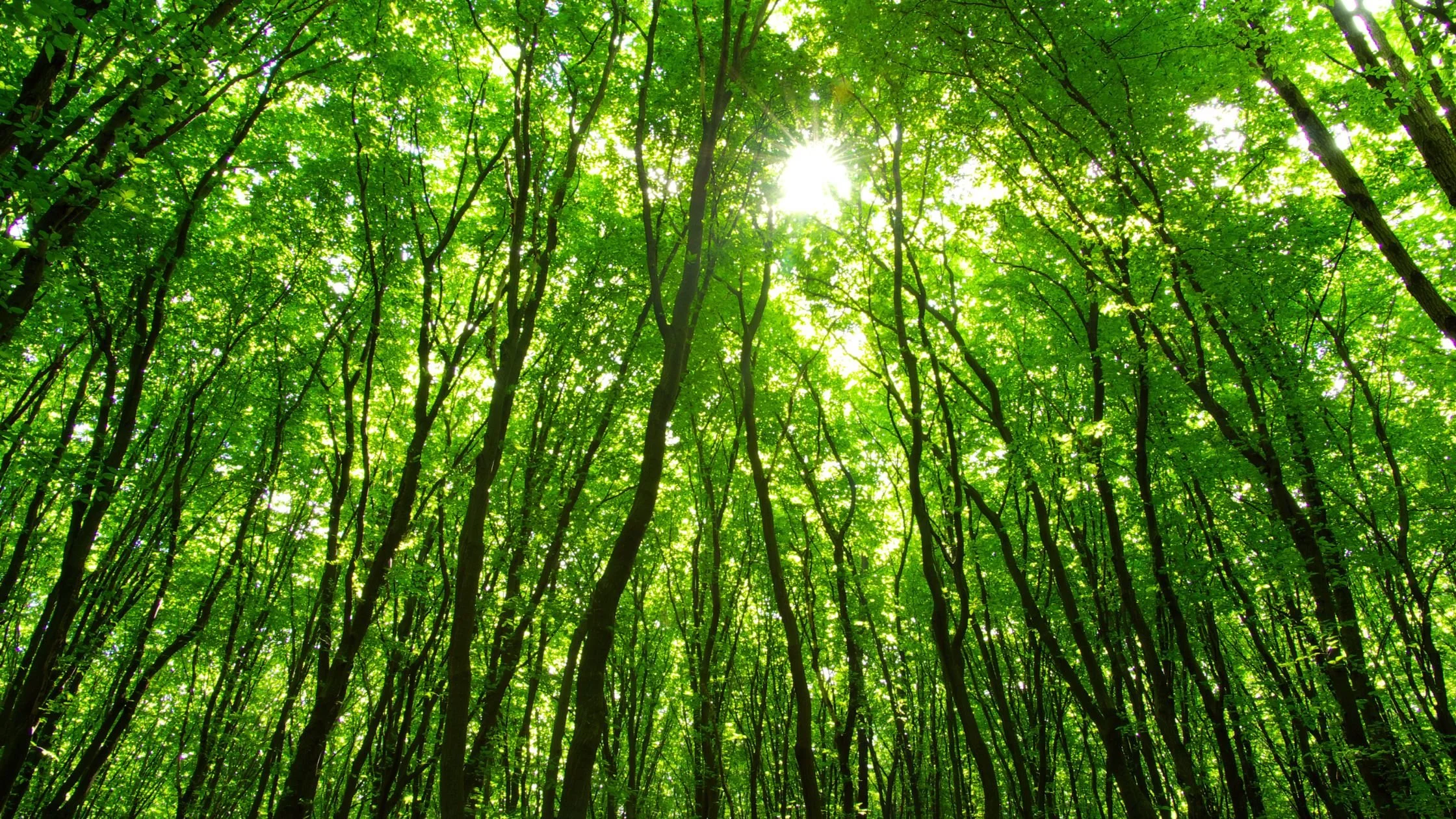 What Does FSC Certified Actually Mean?