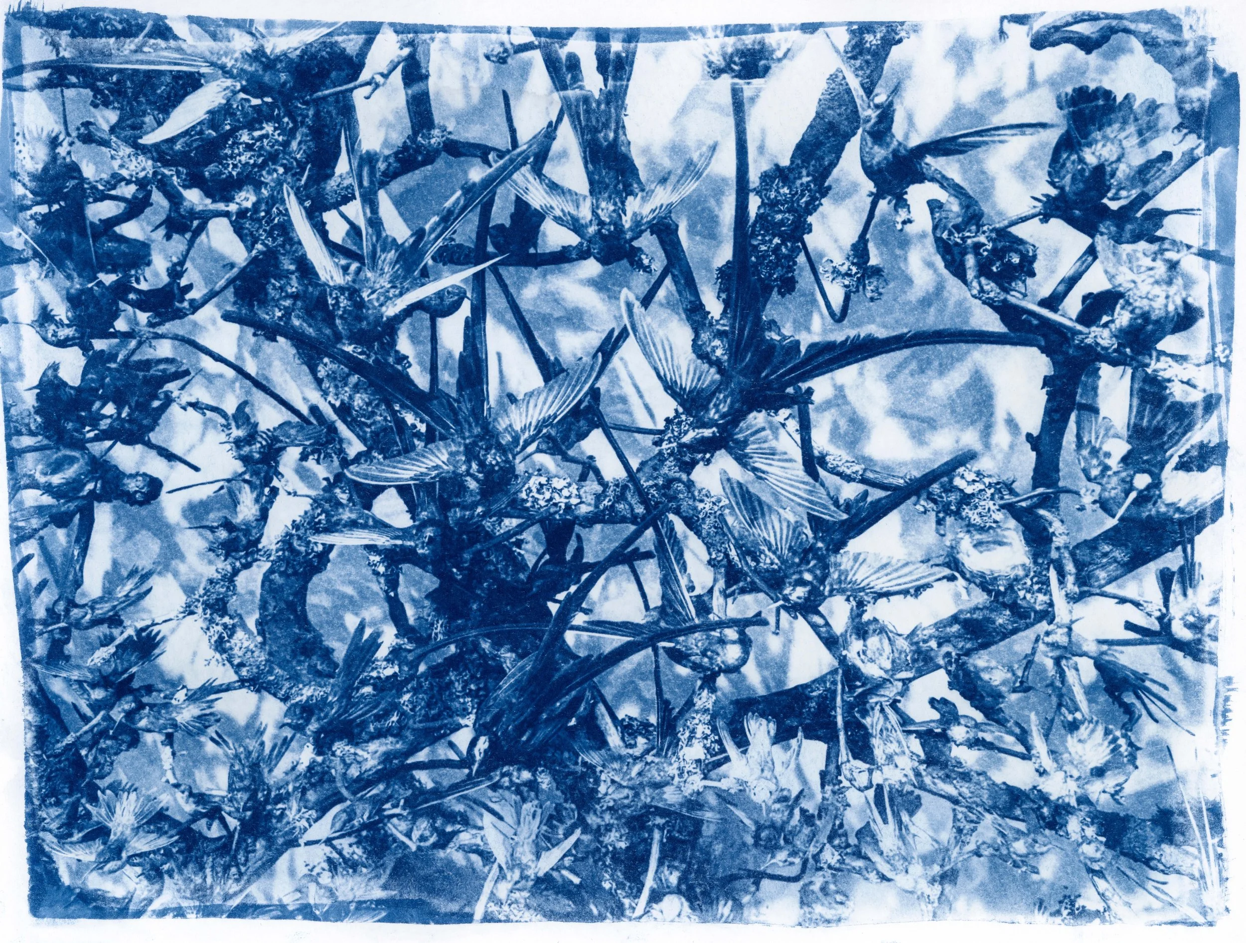 The Cyanotype Era