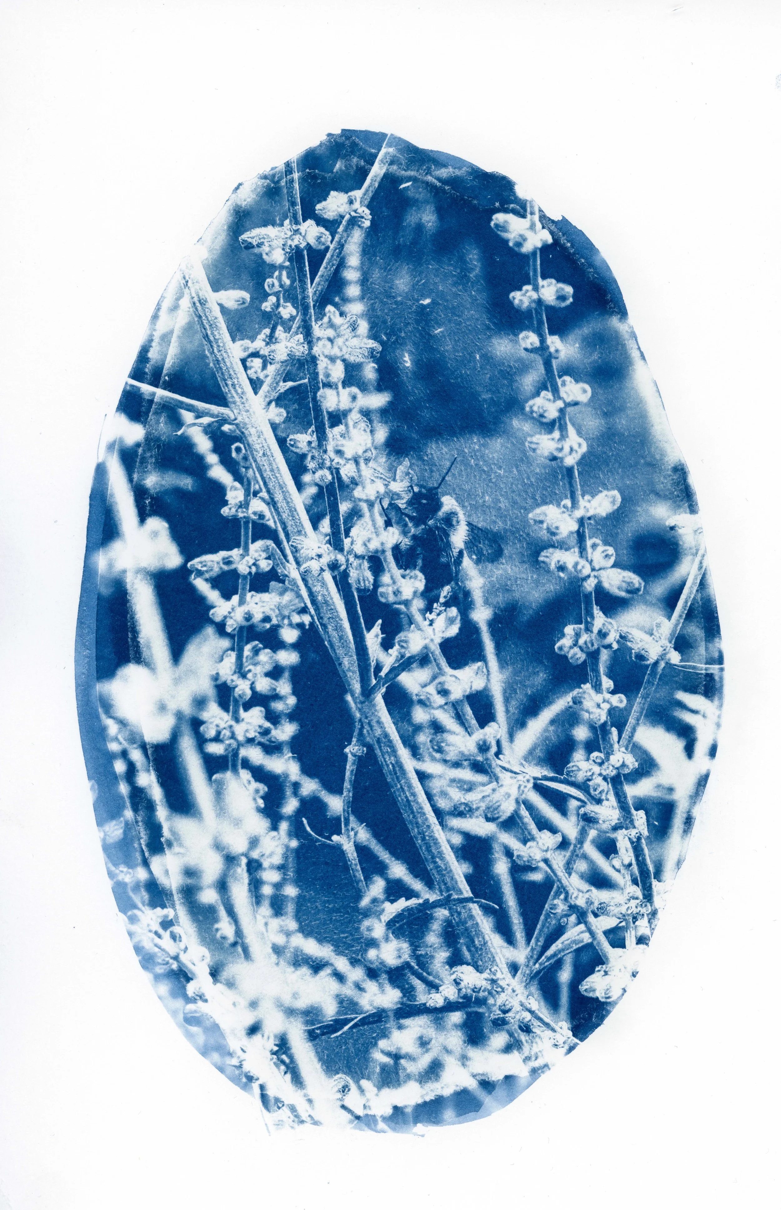 cyano-1 copy.jpg