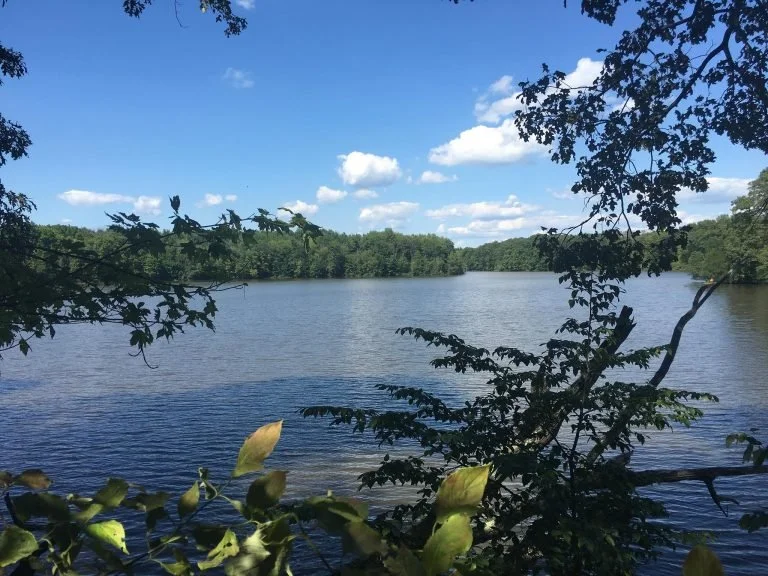 image of a blue lake with trees along the shore