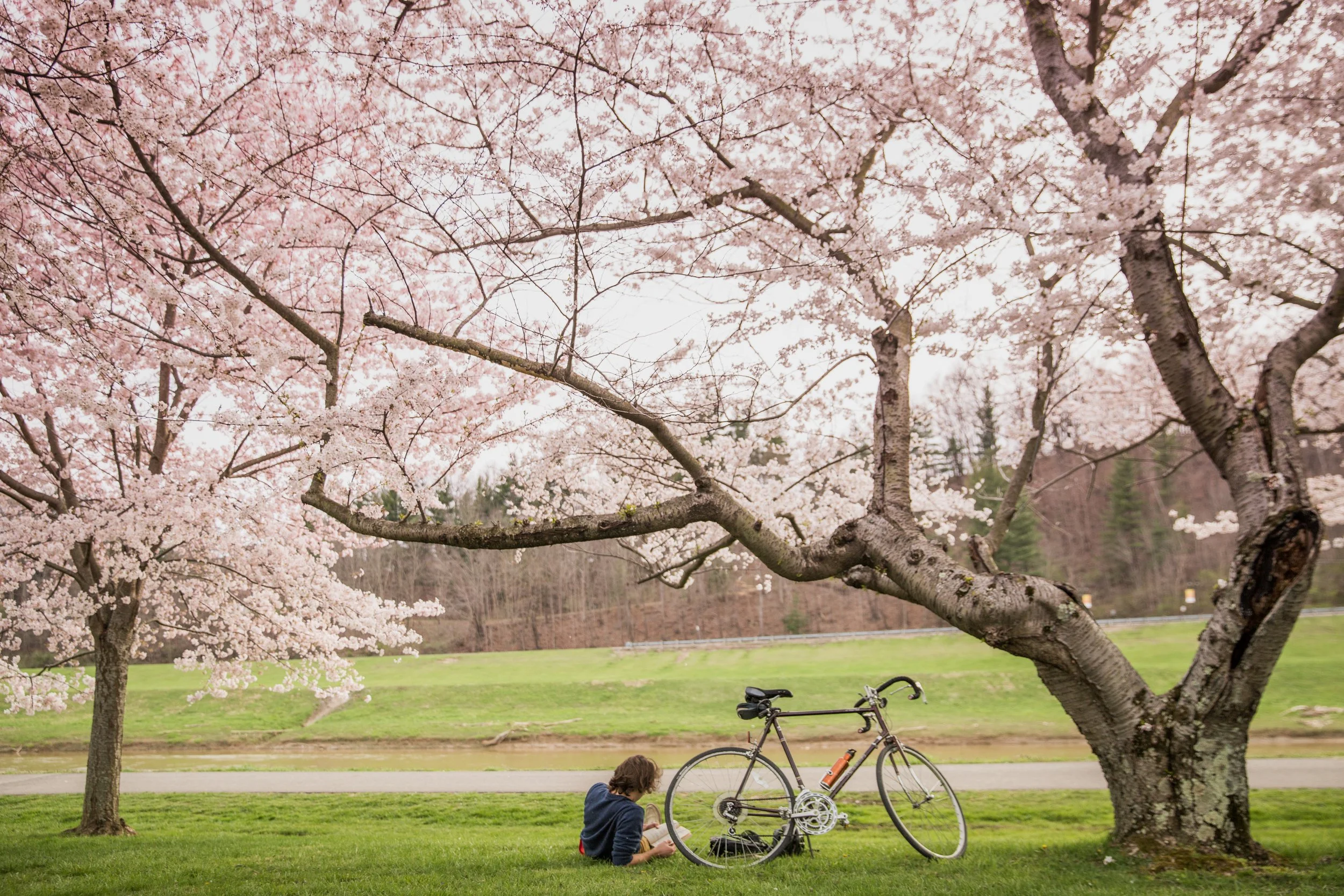 20160330_SCE_CherryBlossoms_042.jpg