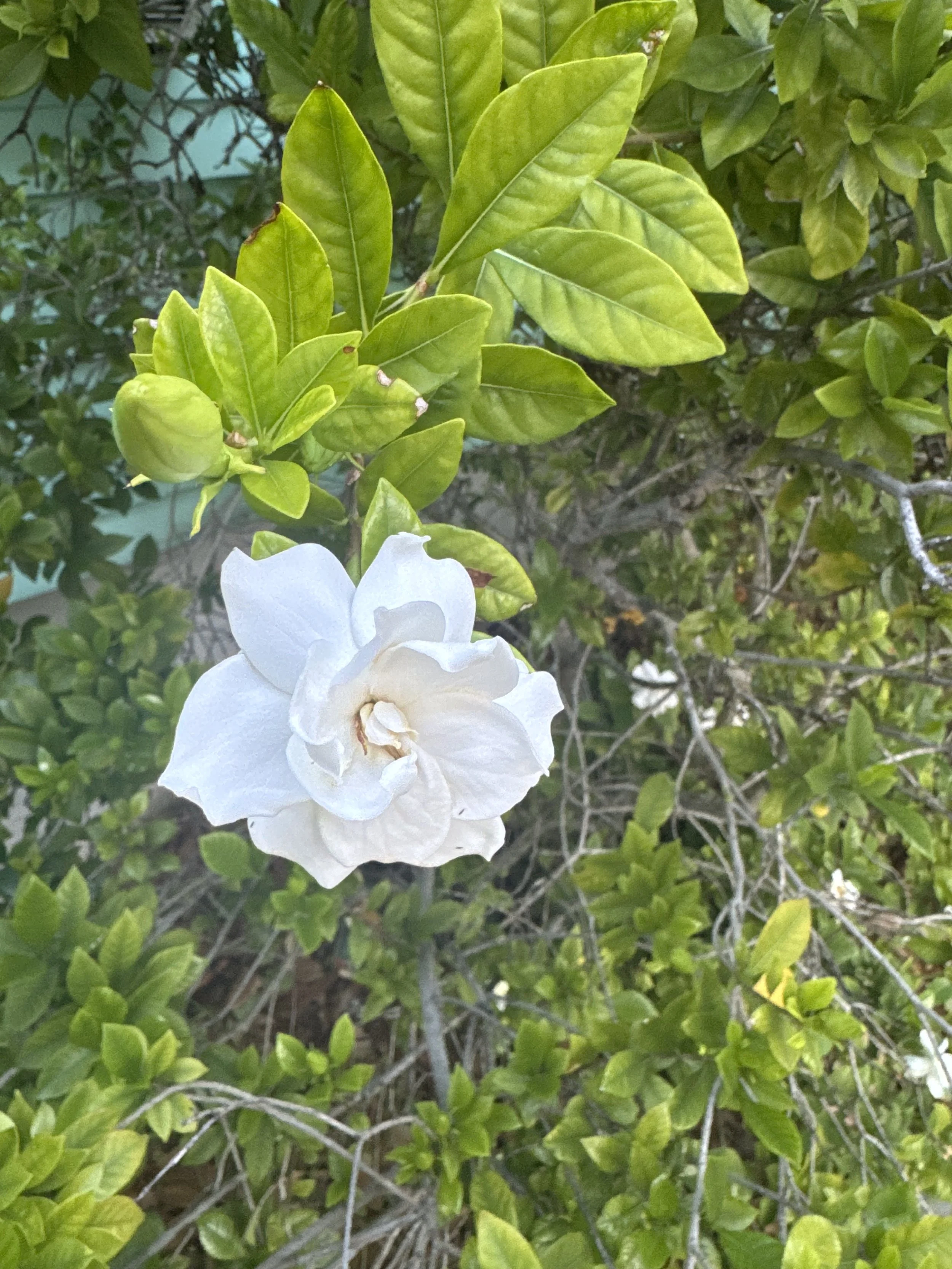 White flower with multiple petals growing among green leaves on a bush.