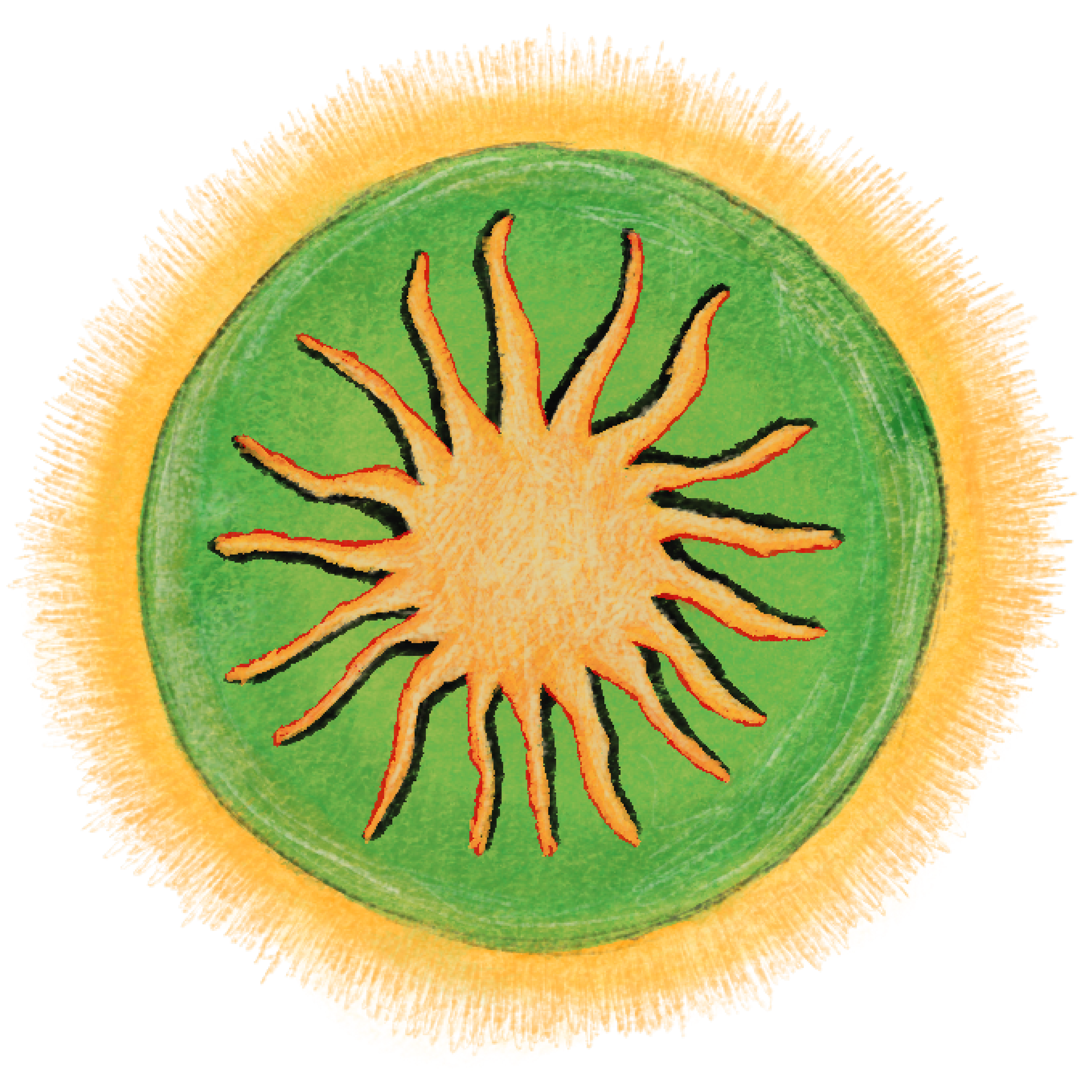 Close-up of a kiwi fruit cross-section, showing the green flesh, yellowish seeds in the center, and a yellow ring around the edge.
