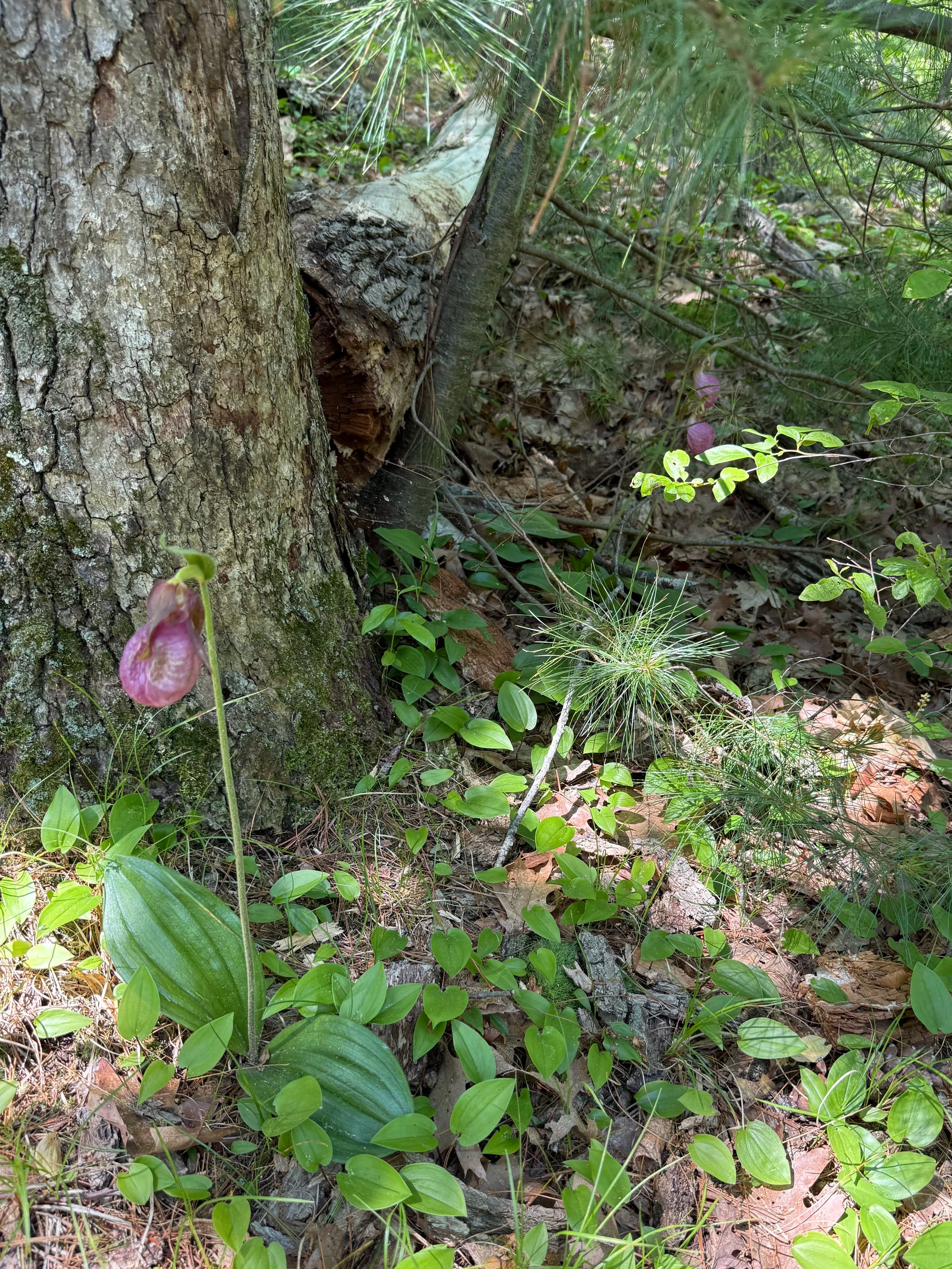 A close-up of a tree trunk surrounded by green plants and ground cover in a forest, with some pink flowers in the foreground.
