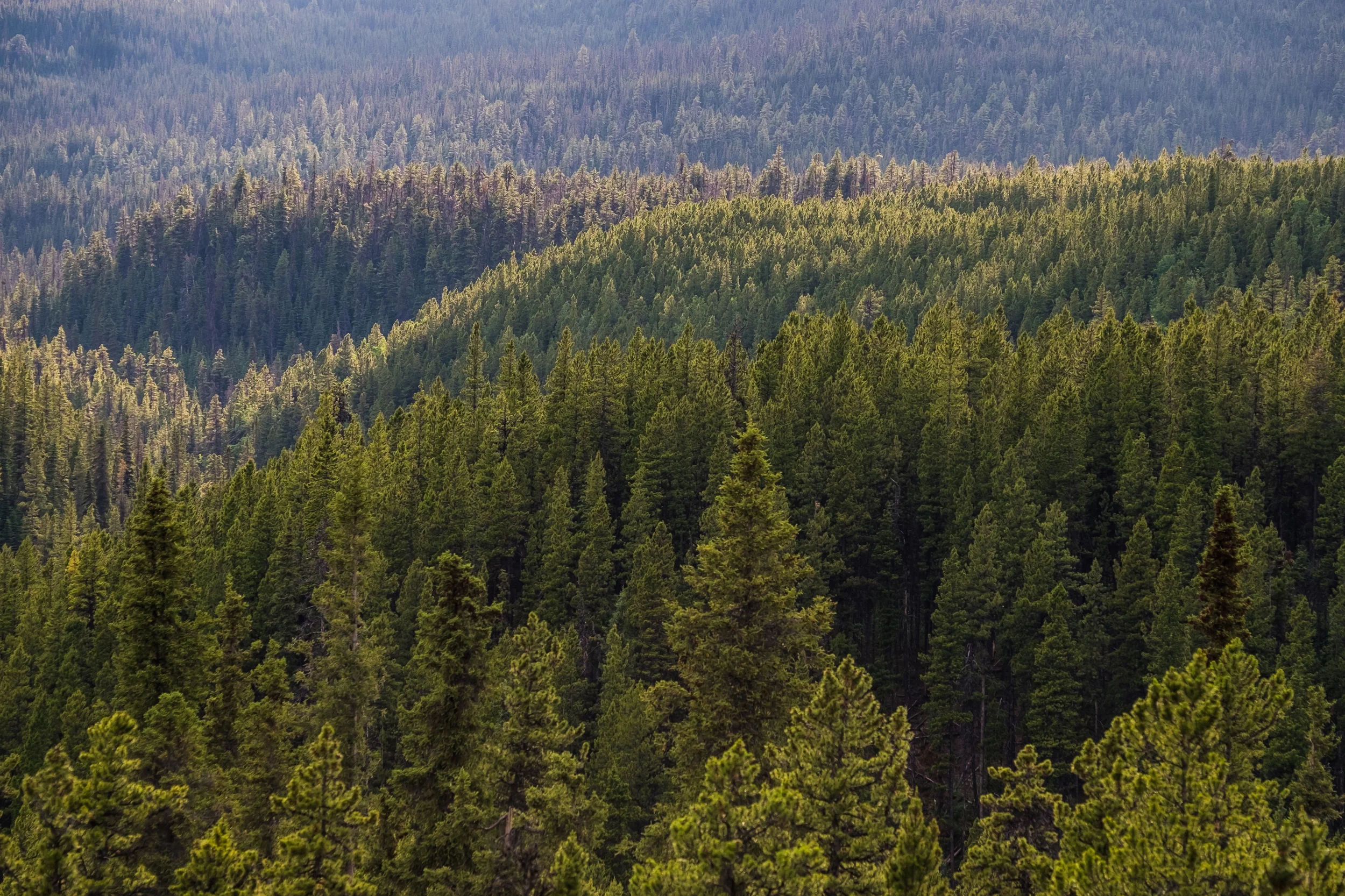 An evergreen forest, stretching for miles to the horizon.