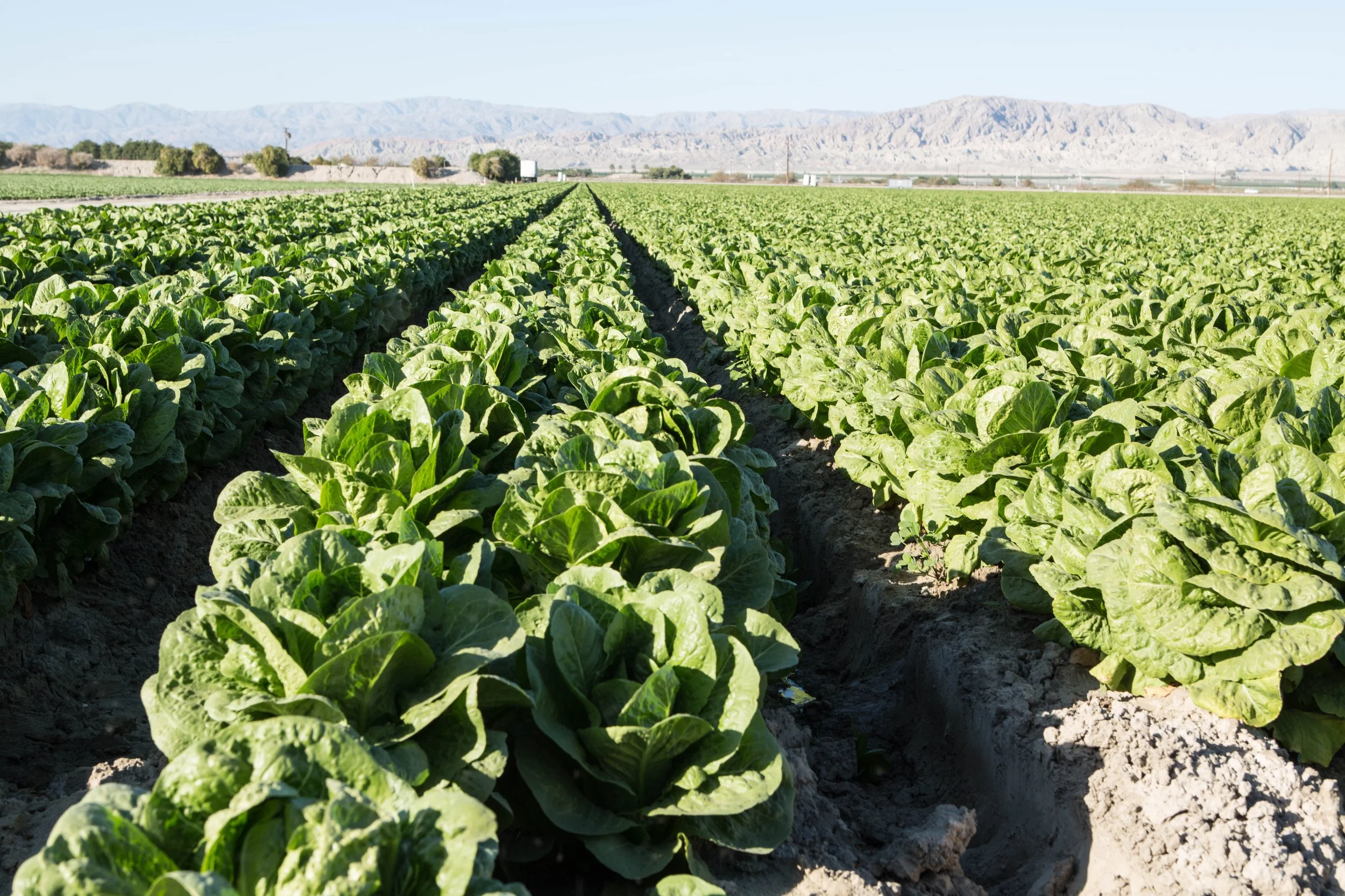 Protecting Agricultural Working Lands Through Conservation Easements