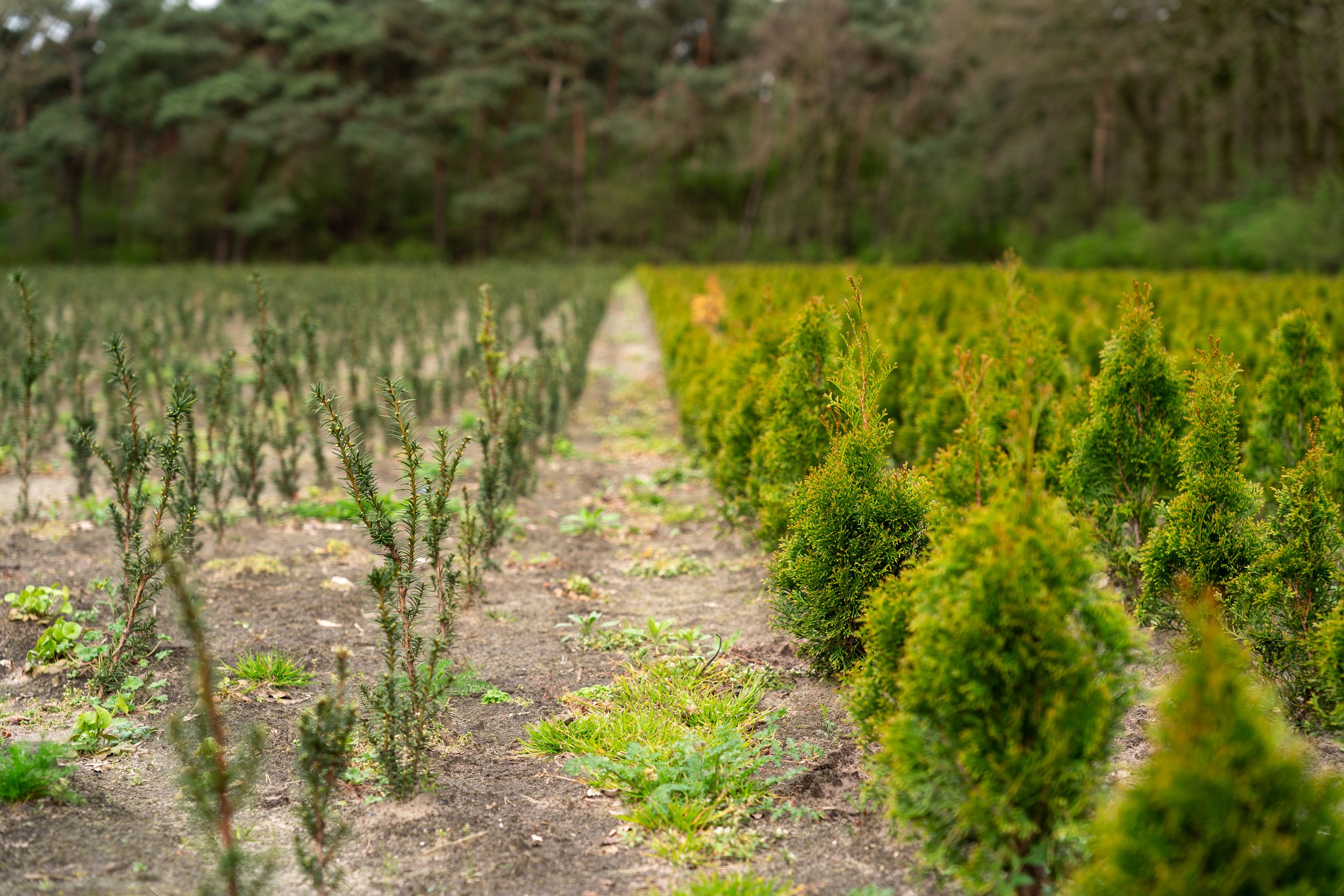 Stress-Testing a Seed Orchard for the Post-Fire West