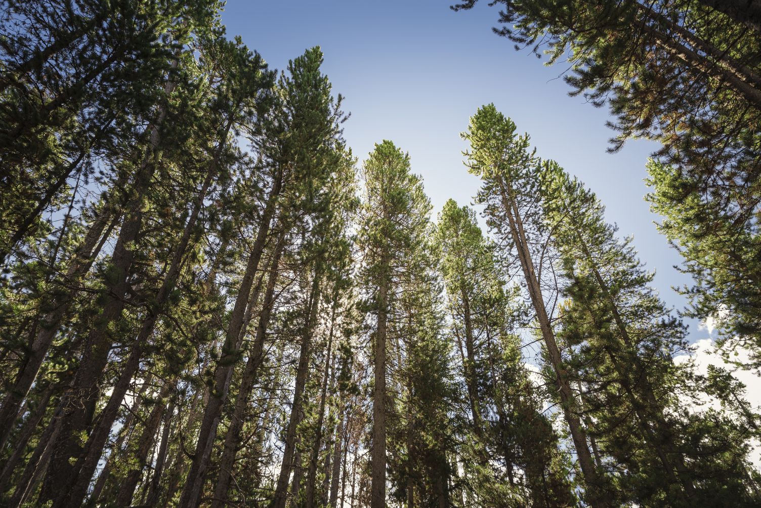Forest Input Resilience Fund