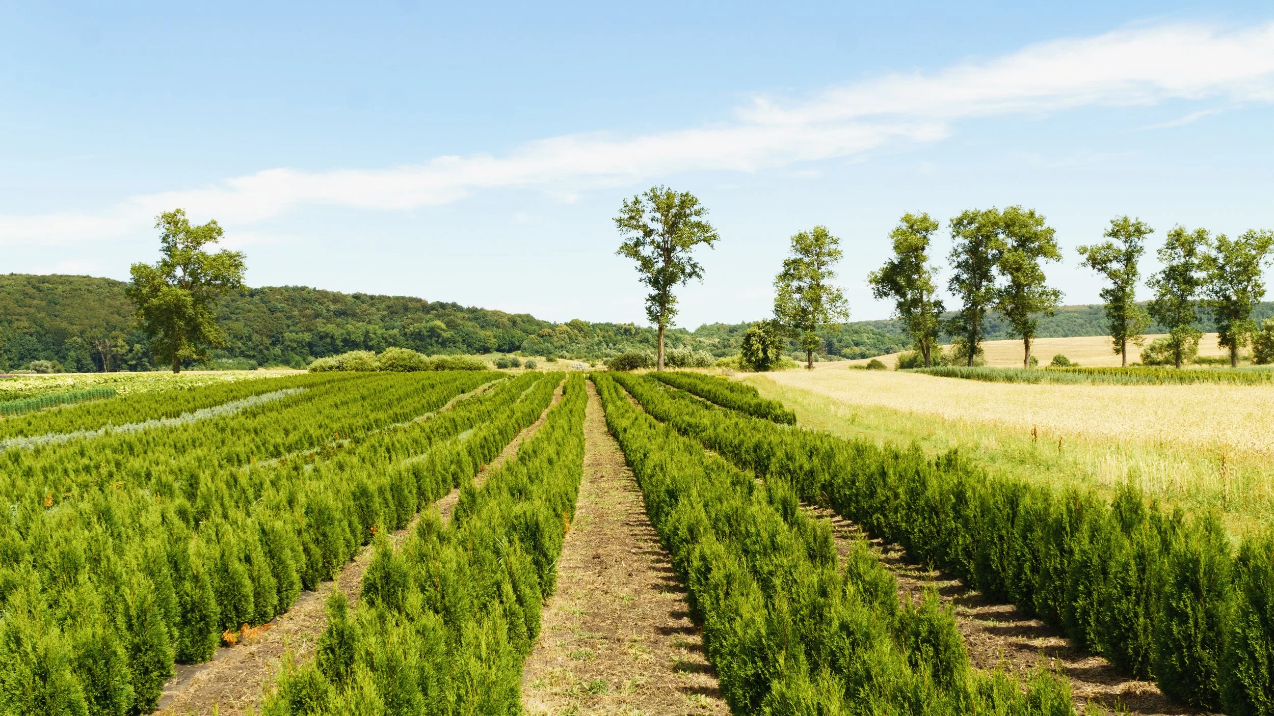US Agroforestry Seedling Assessment