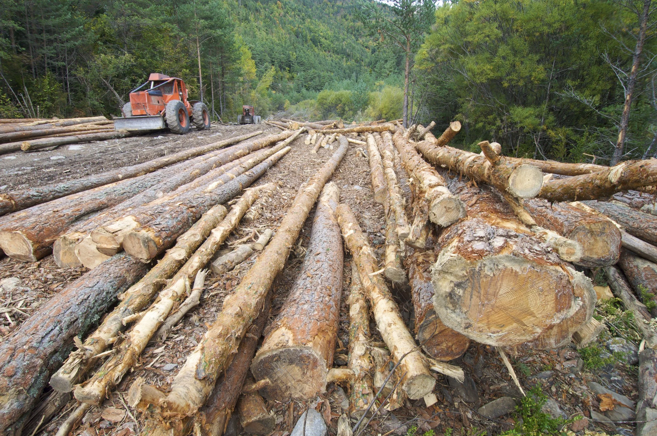 US Timber Assessment for Seed and Seedling Demand