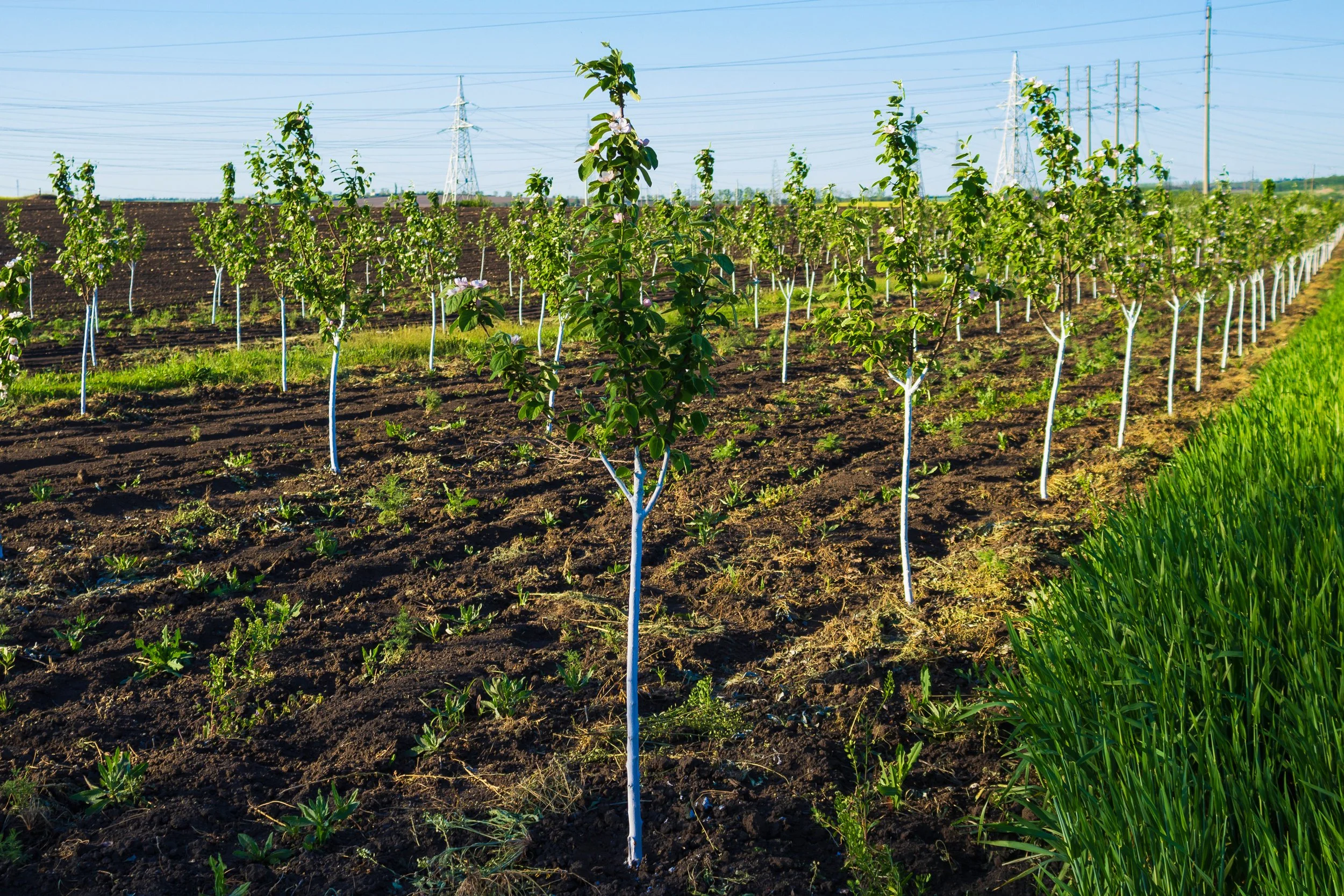US Land Restoration Seed and Seedling Demand